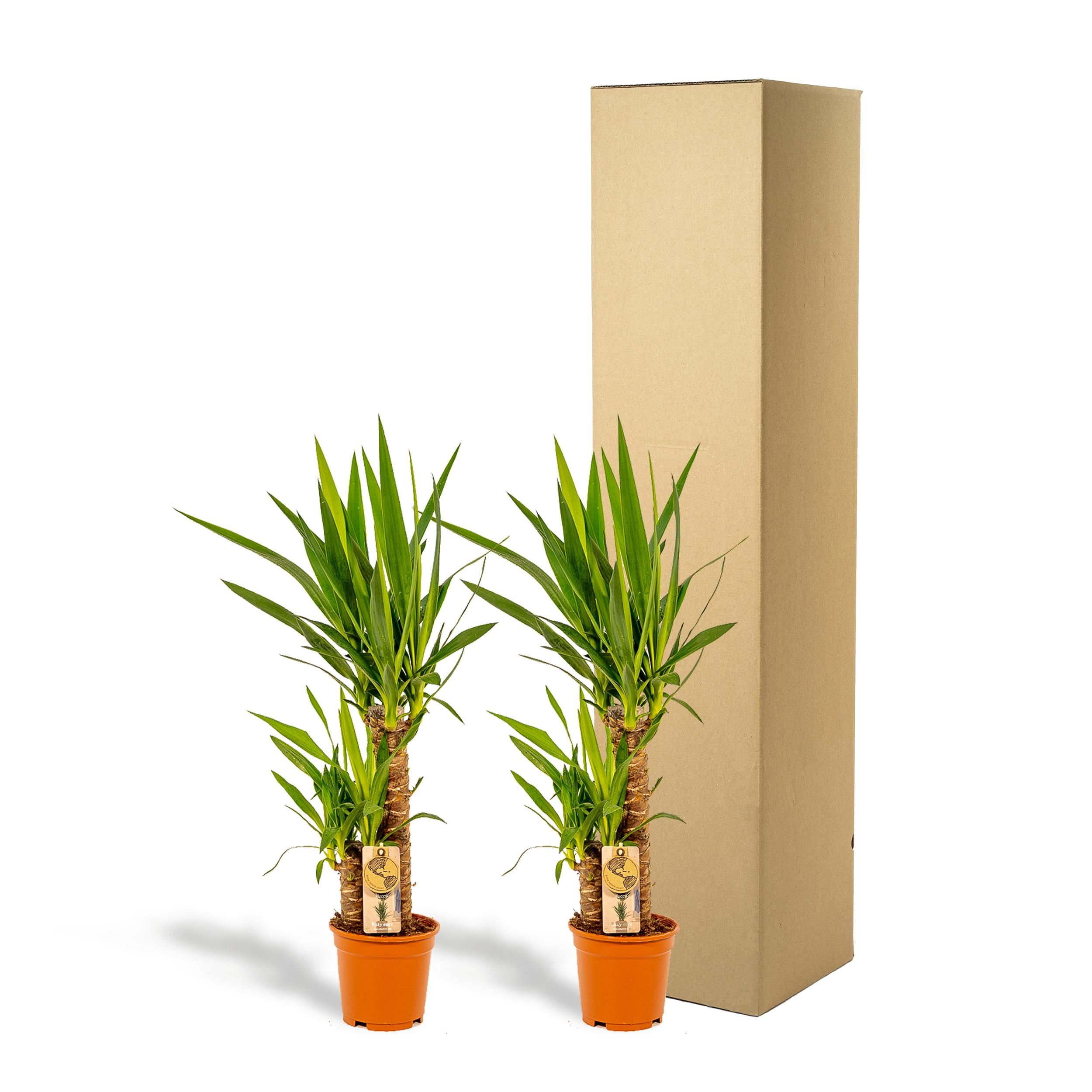 Yucca Elephantipes Zimmerpflanze im Doppelset