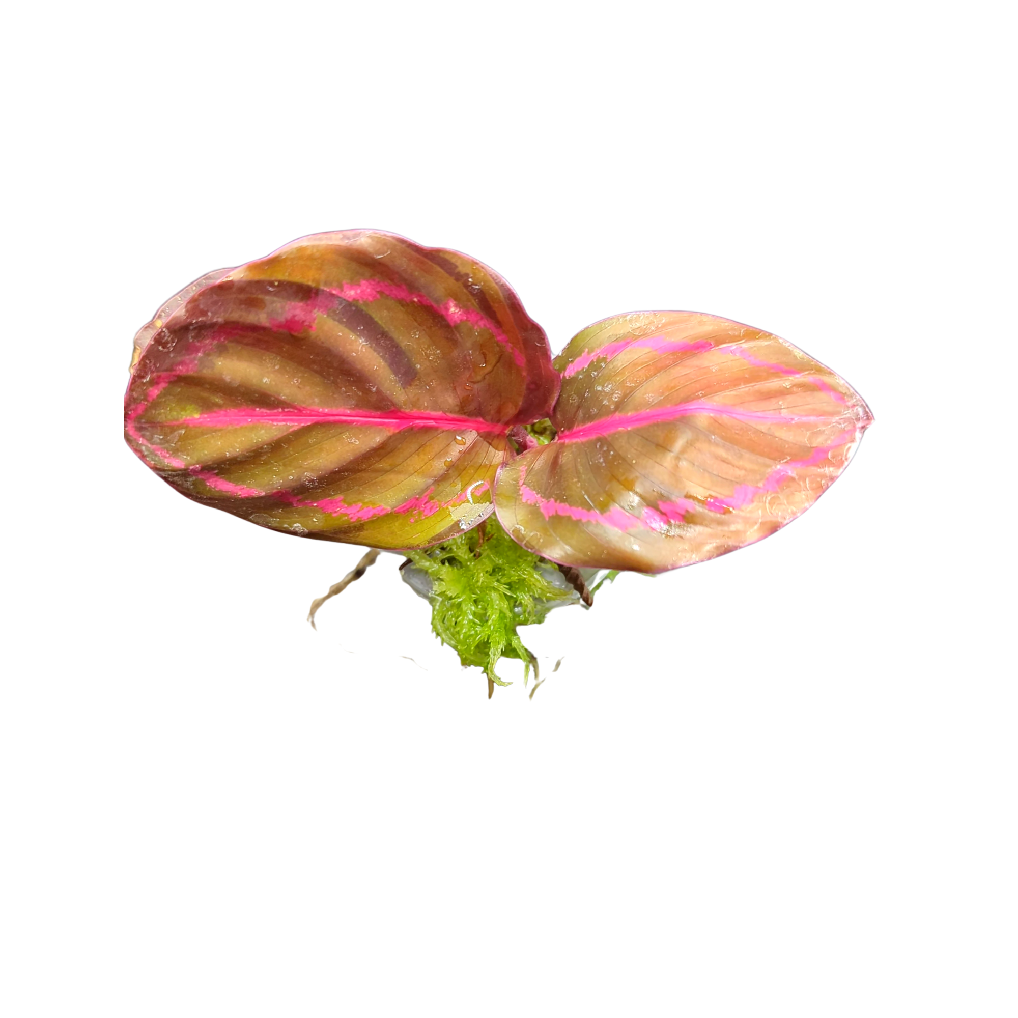 Baby Calathea / Goeppertia roseopicta 'Dottie' + selbstbewässernder Übertopf