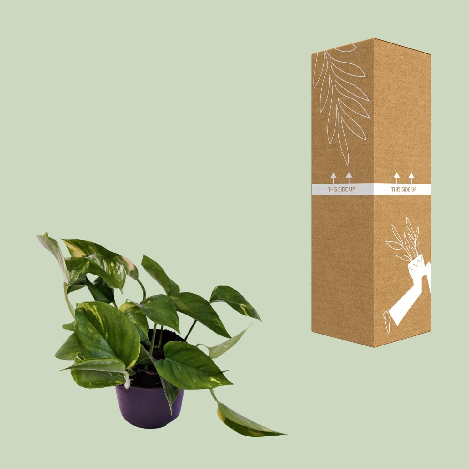 Scindapsus Aureum Zimmerpflanze mit glänzenden Blättern