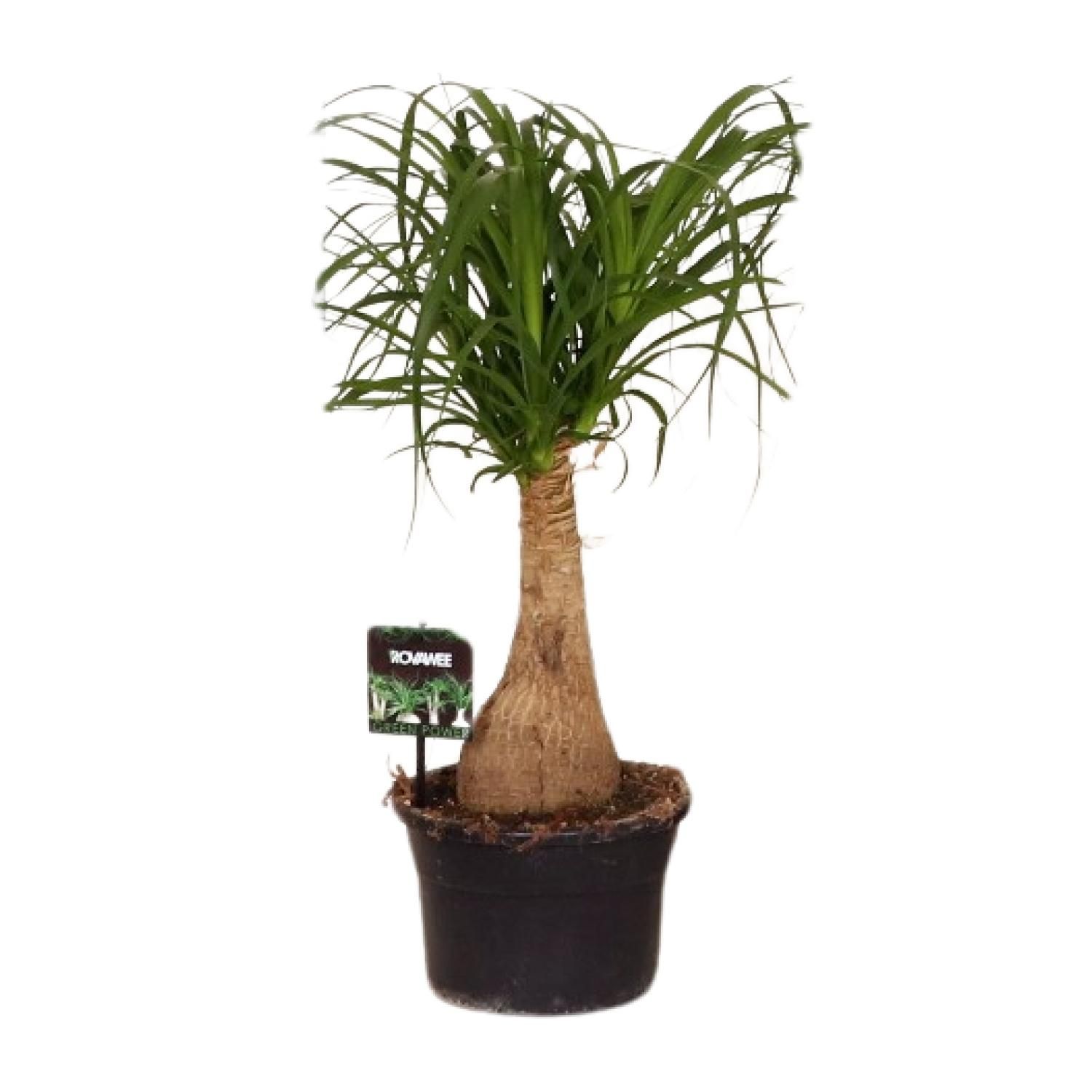 Beaucarnea Nolina Zimmerpflanze