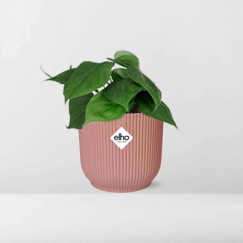 Philodendron Scandens - Elegante Zimmerpflanze mit Kletterranken