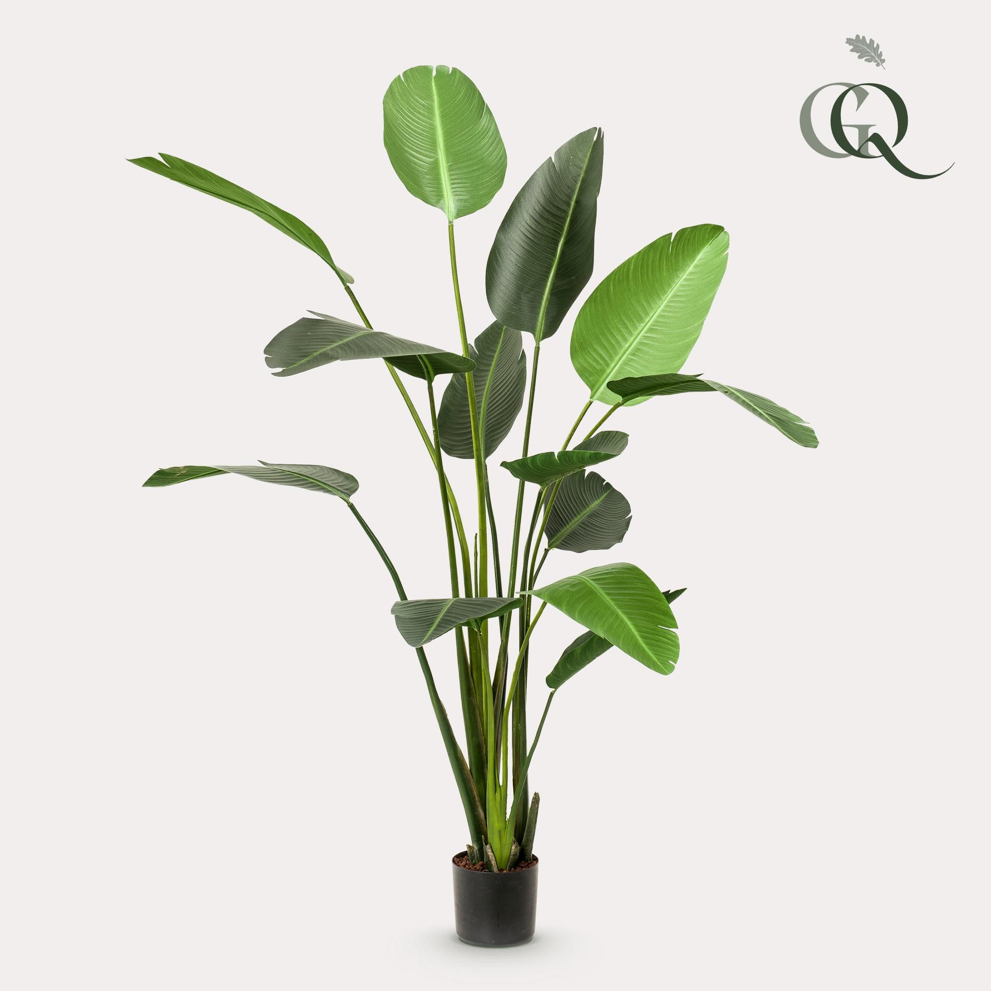 Künstliche Strelitzia Paradiesvogelblume – 230cm – Naturgetreu