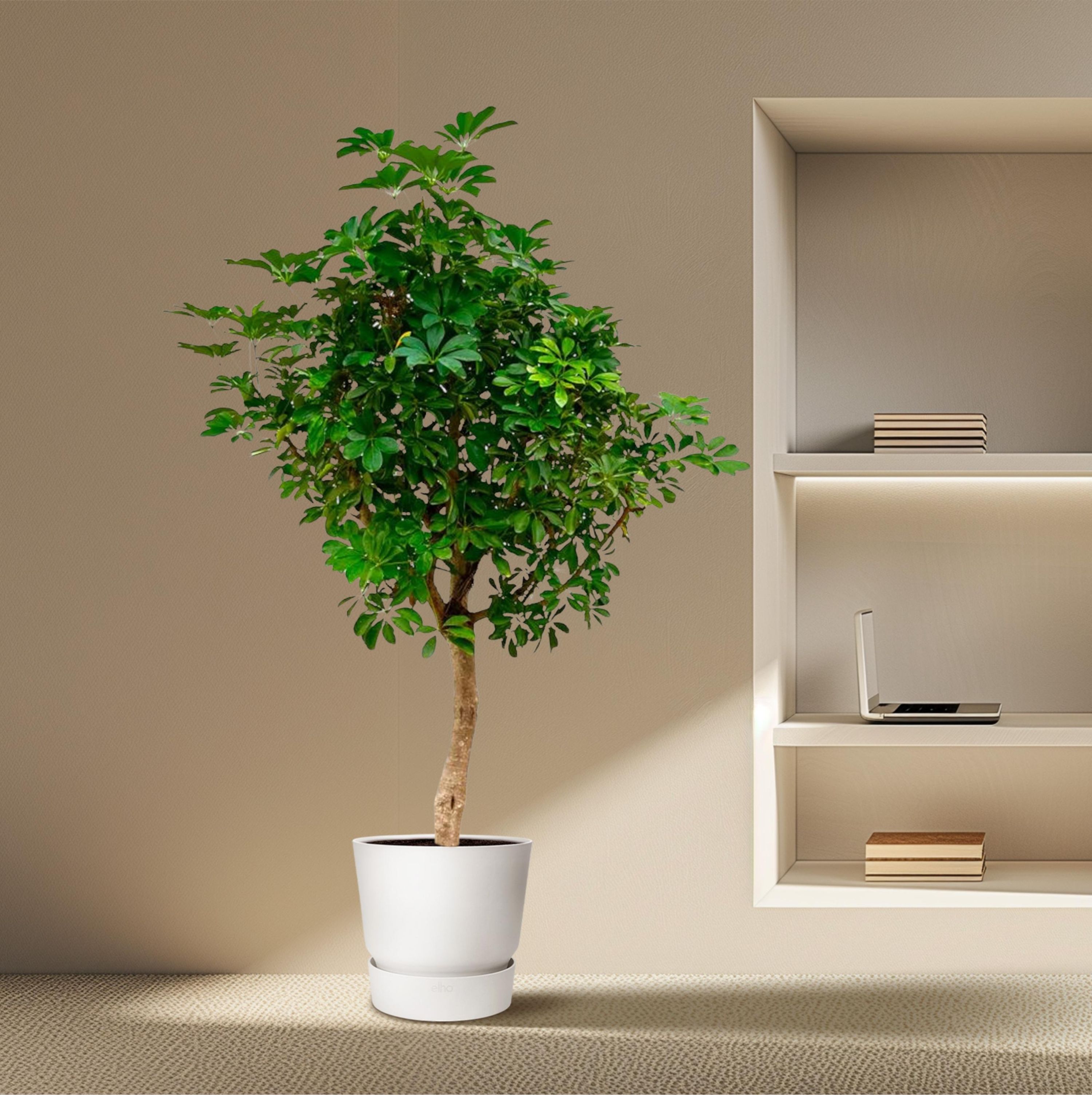Schefflera Strahlenaralie auf Stamm Indoorpflanze