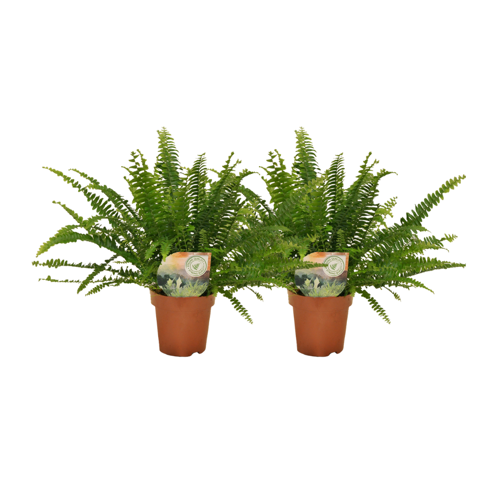 Nephrolepis Krulvaren Zimmerpflanze im Doppelpack