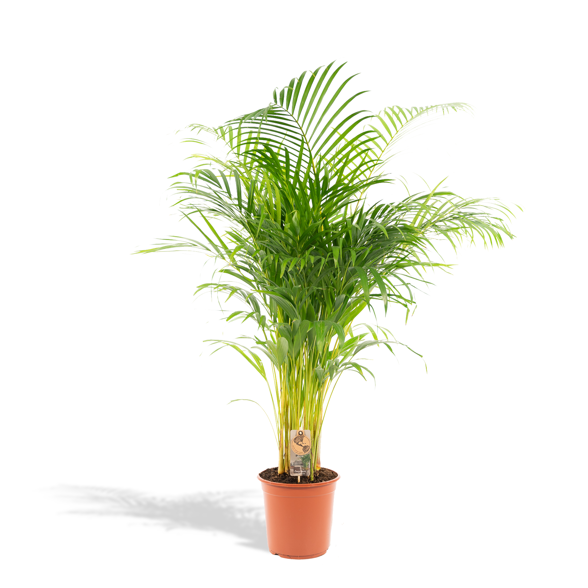 Areca-Palme – elegante tropische Zimmerpflanze