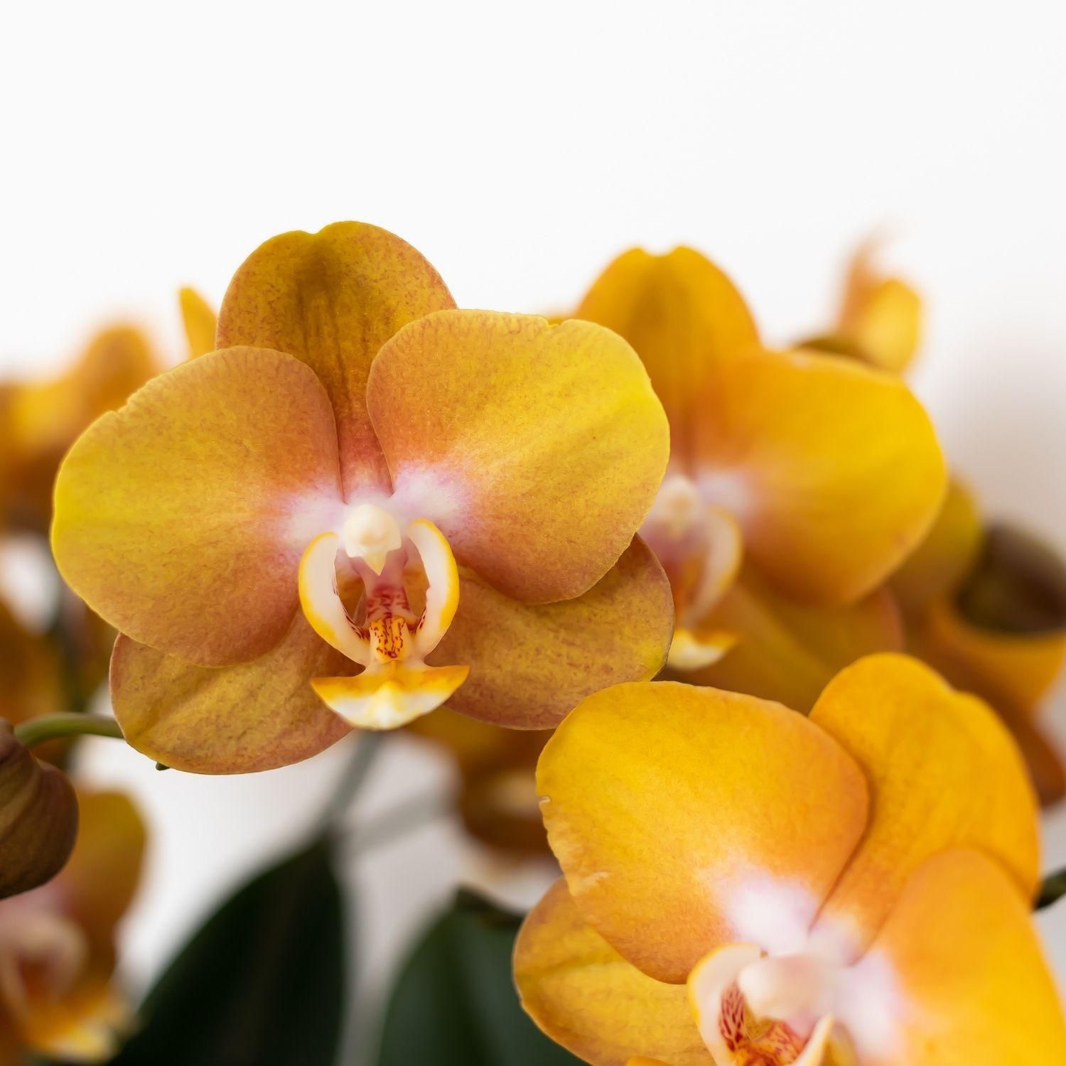 Phalaenopsis Orchidee Jewel Las Vegas Orange