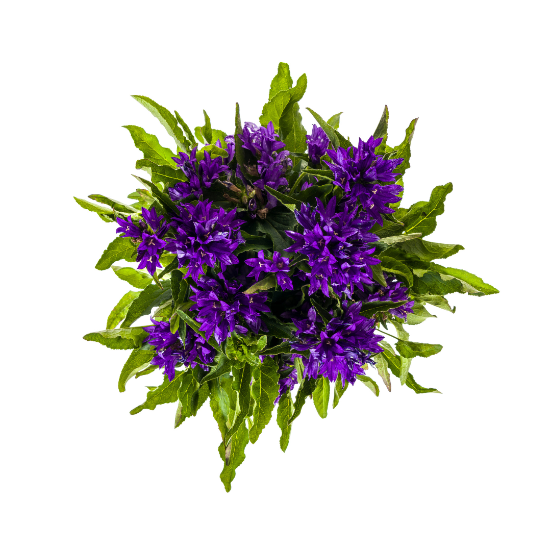 Campanula Glomerata Genti Blue | Ø19cm Topf | 30-40cm Hoch | Garten-Glockenblume