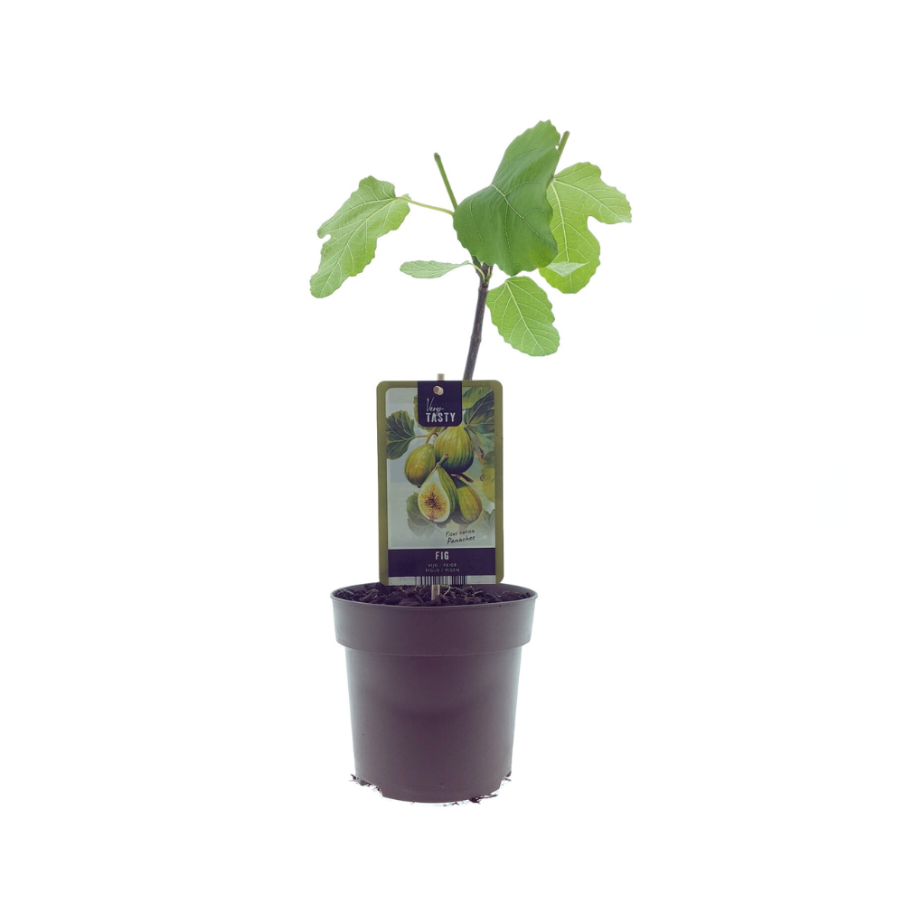Ficus Panachee Baum | Ø15cm | ↕40cm
