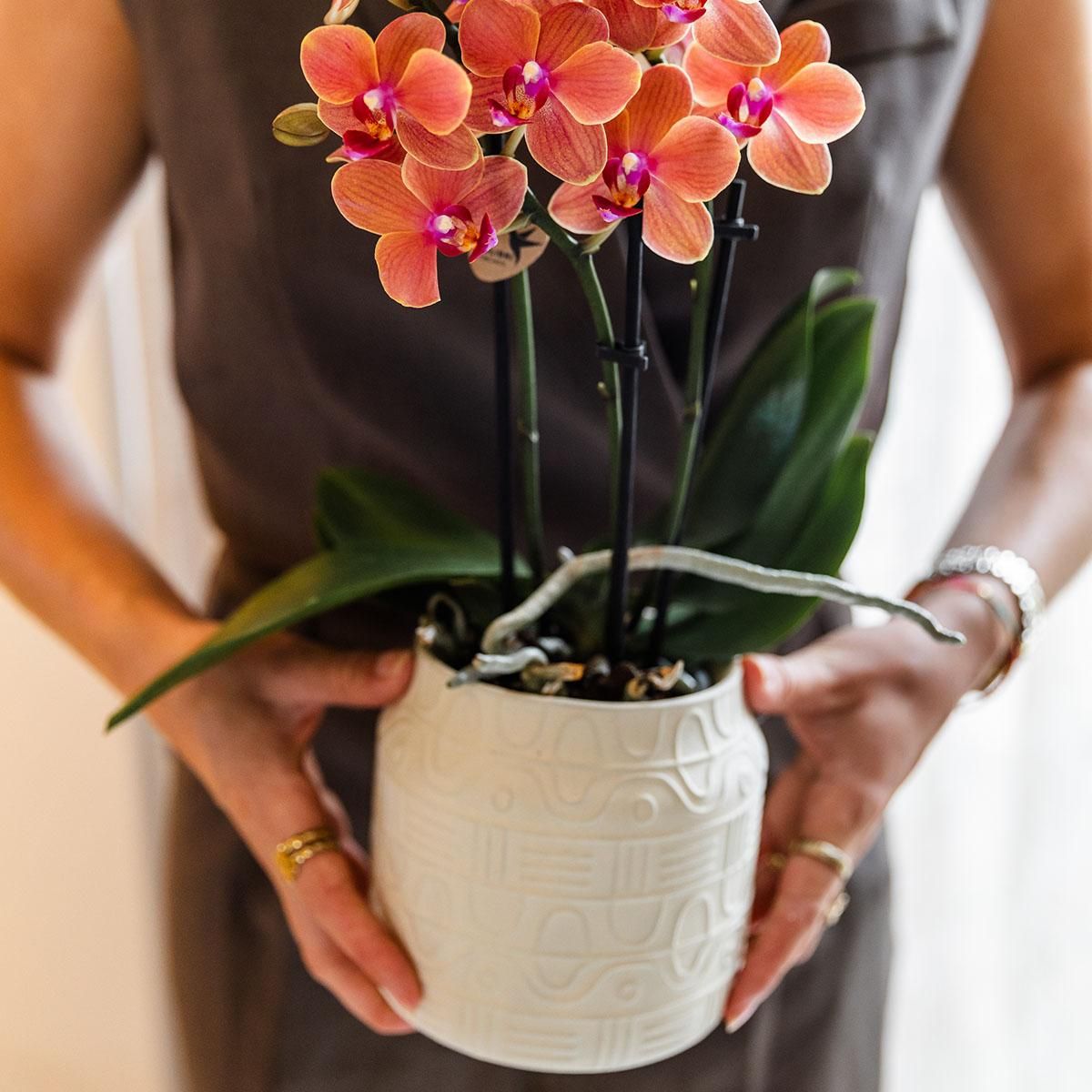Phalaenopsis Orchideen Set Bolzano Orange