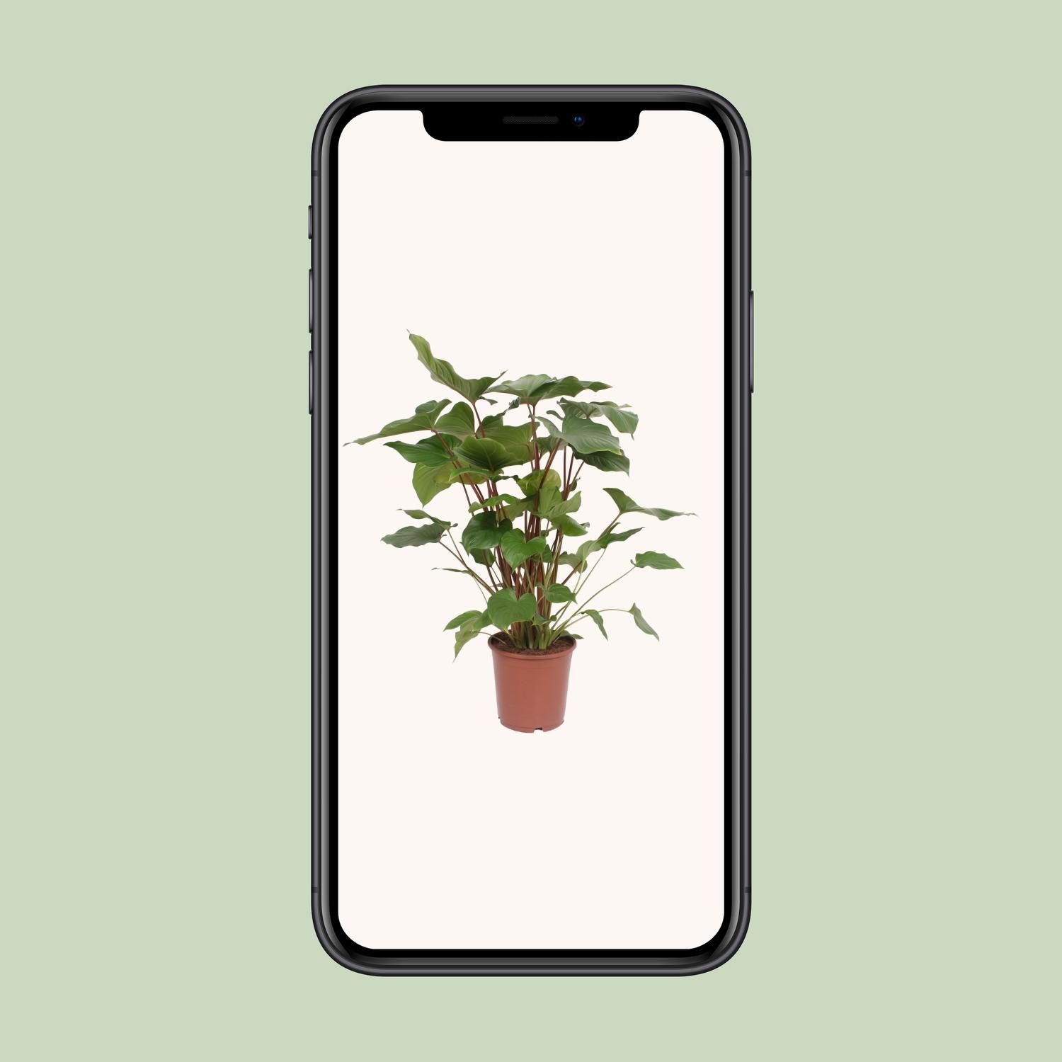 Homalomena Rubescens Maggy Zimmerpflanze