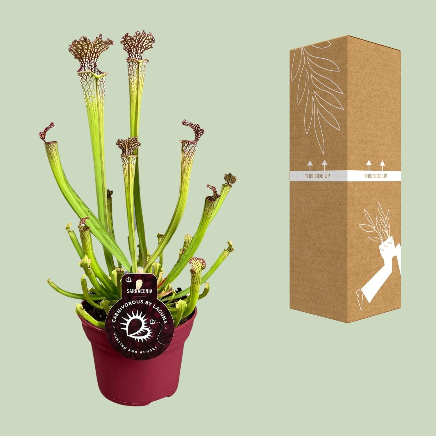 Sarracenia Farnhamii Karnivorpflanze