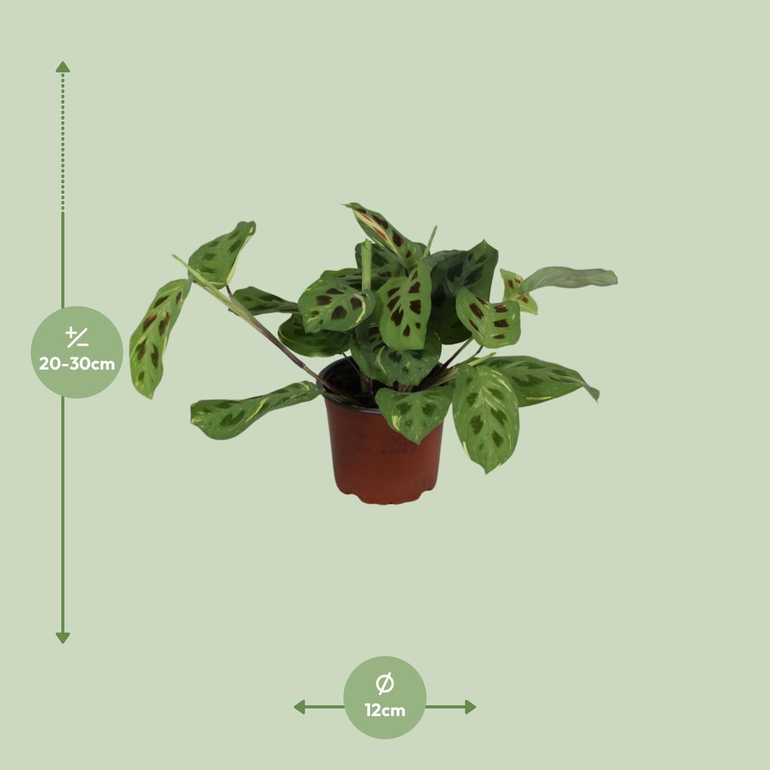 Maranta Leuconeura Fascinator Variegata Zimmerpflanze