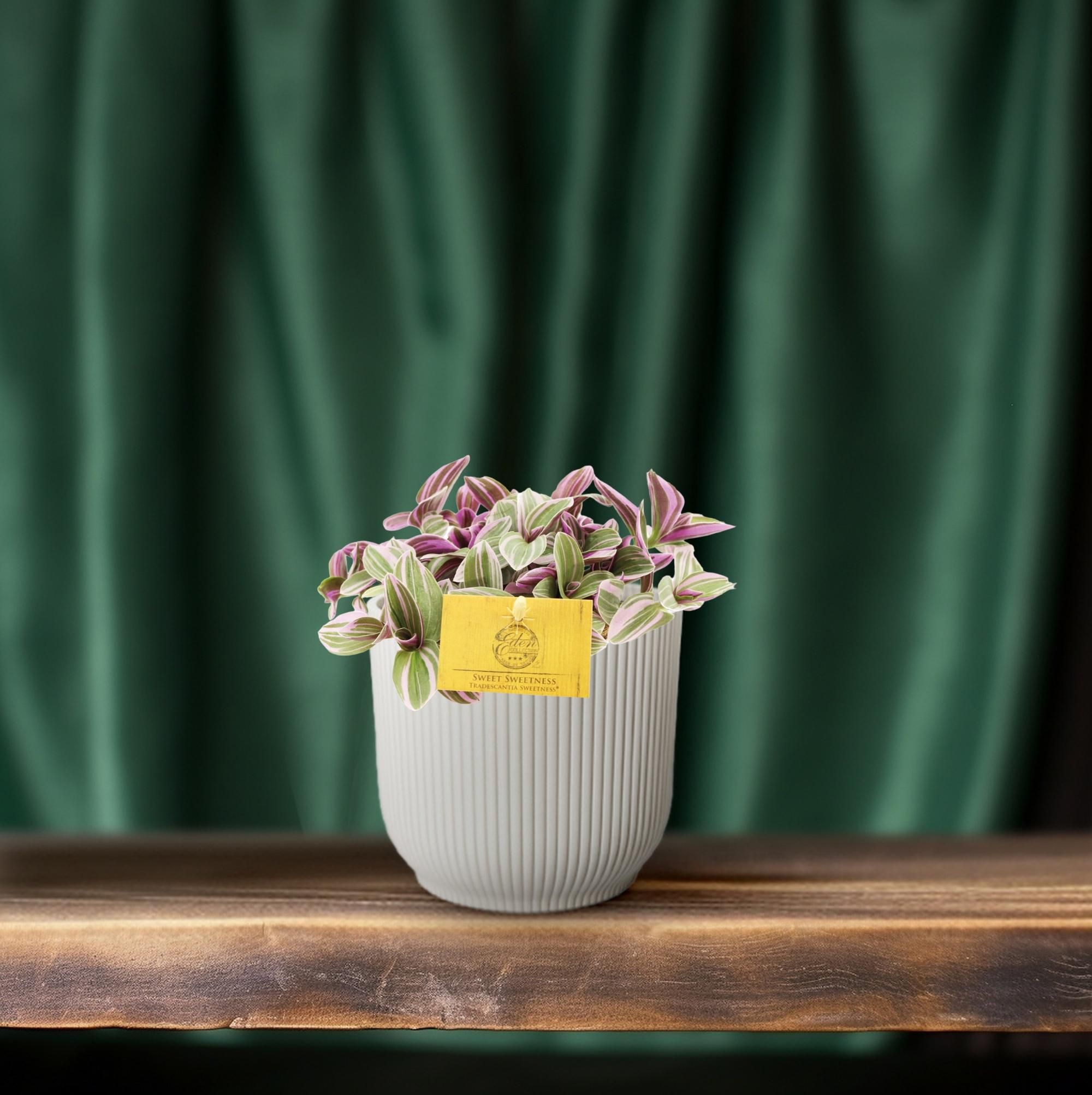 Tradescantia Sweetness – Hängepflanze – Ø10,5cm