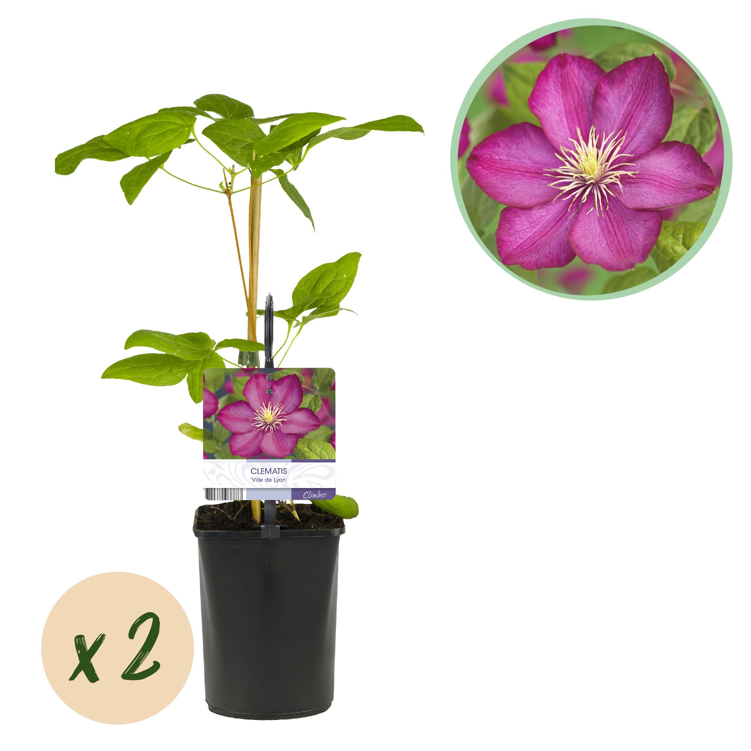 Clematis Ville de Lyon – Rosafarbene Blüte – Wenig Pflege – 2 Pflanzen