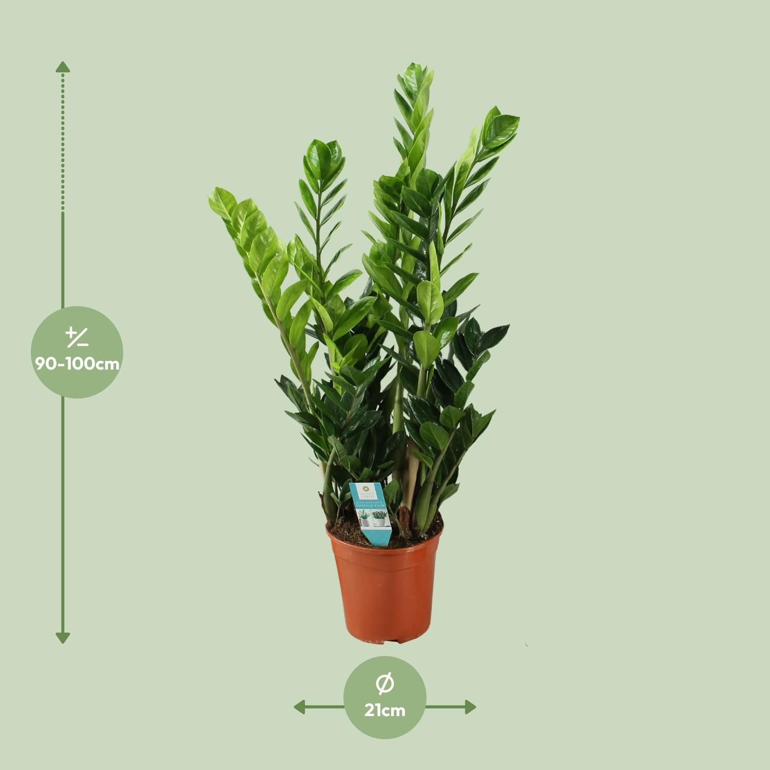Zamioculcas Zimmerpflanze mit Glänzenden Blättern