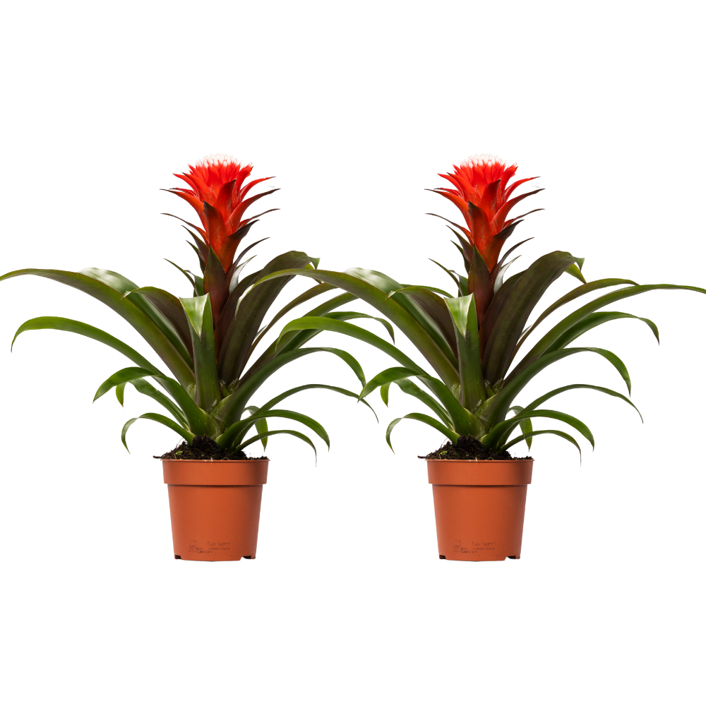 Guzmania Hope – 2er Set – Ø12cm – ↕40cm