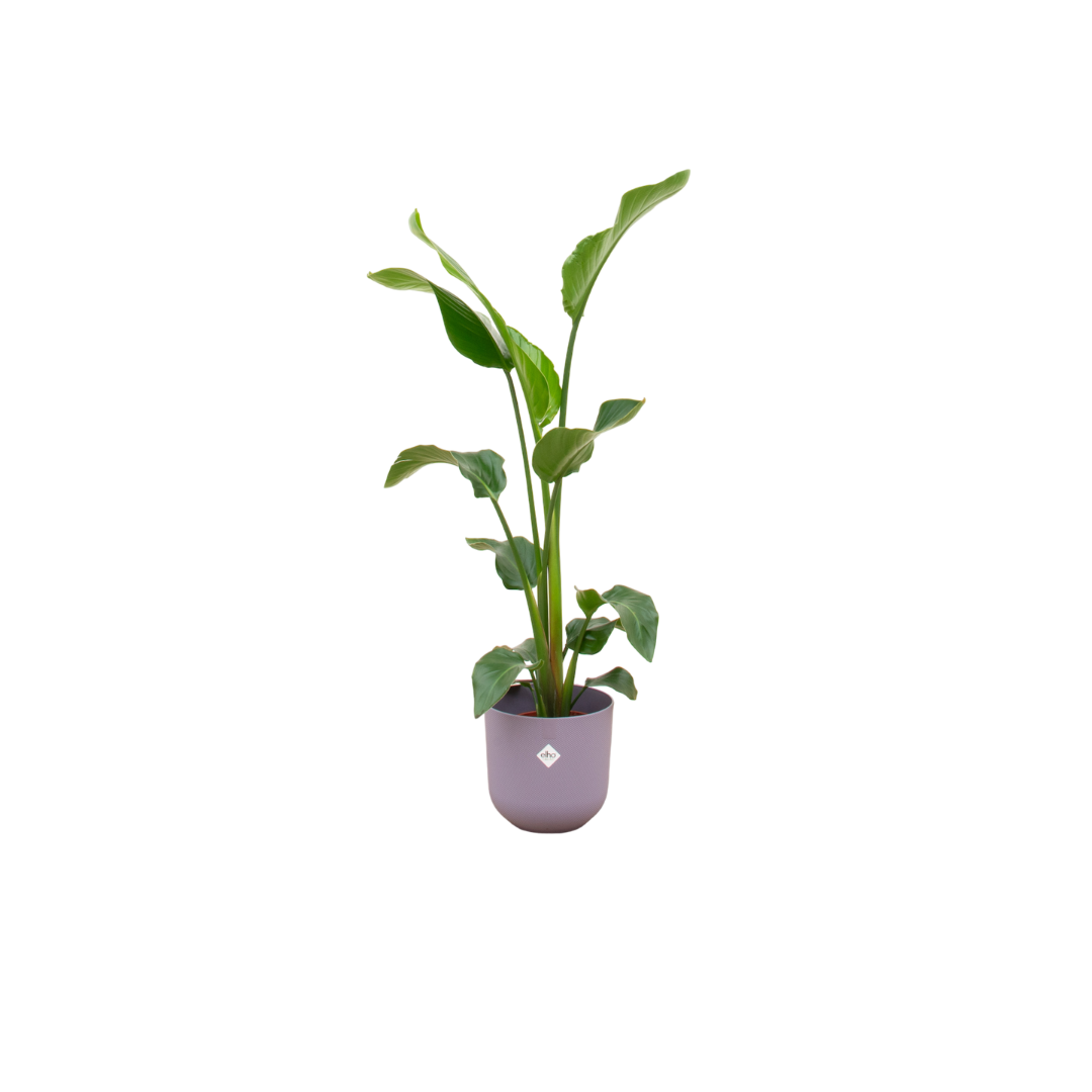 Strelitzia Nicolai Paradiesvogelpflanze mit Übertopf