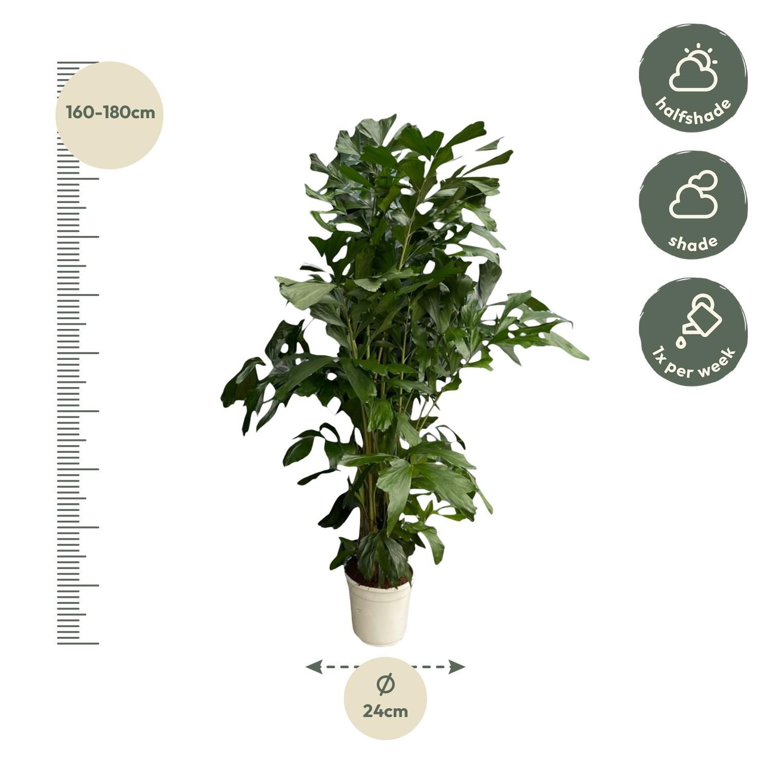 Caryota Mitis | Fächerpalme | pflegeleicht | Hohe Raumluftfeuchte