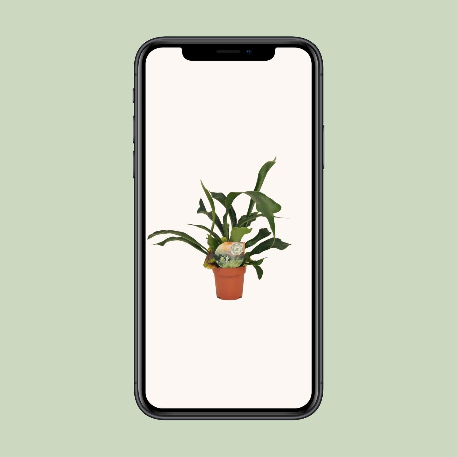 Hirschhornfarn Platycerium – Exotische Zimmerpflanze
