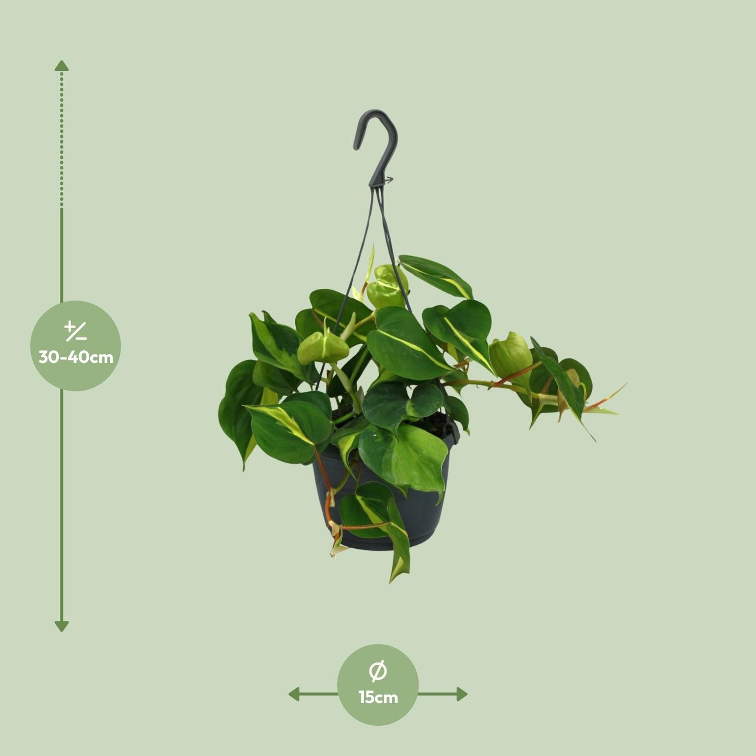 Philodendron Scandens Brasil Zimmerpflanze