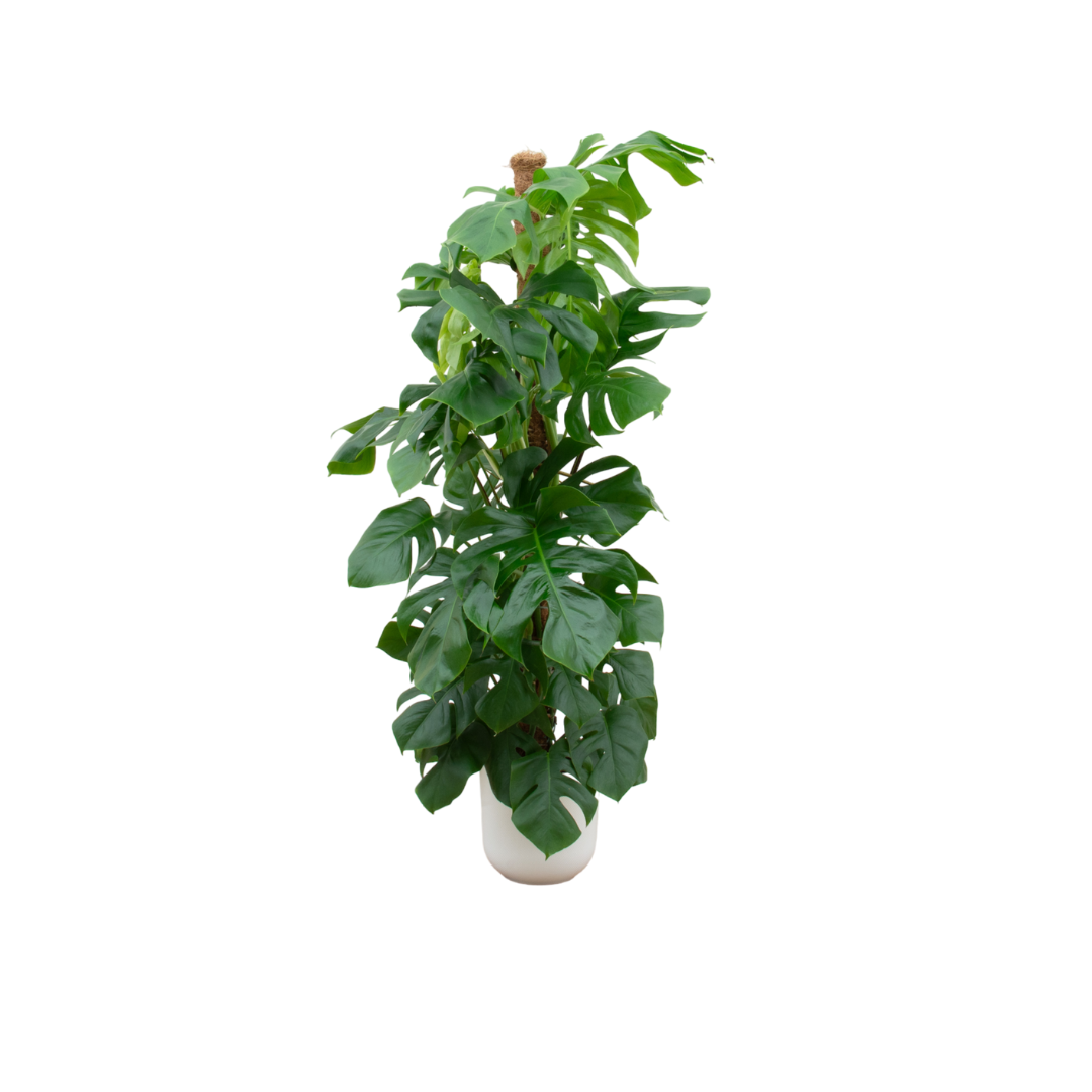 Monstera Pertusum XL mit elho Jazz Round Übertopf