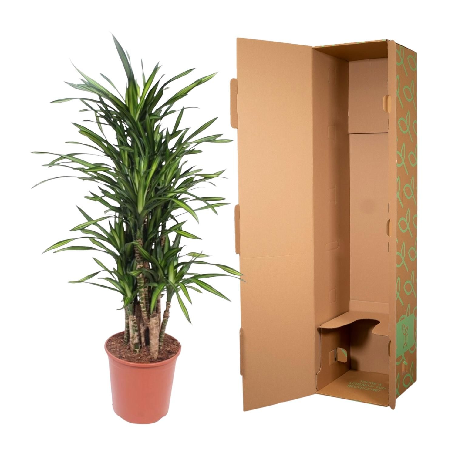 Dracaena Riki Elegante Zimmerpflanze