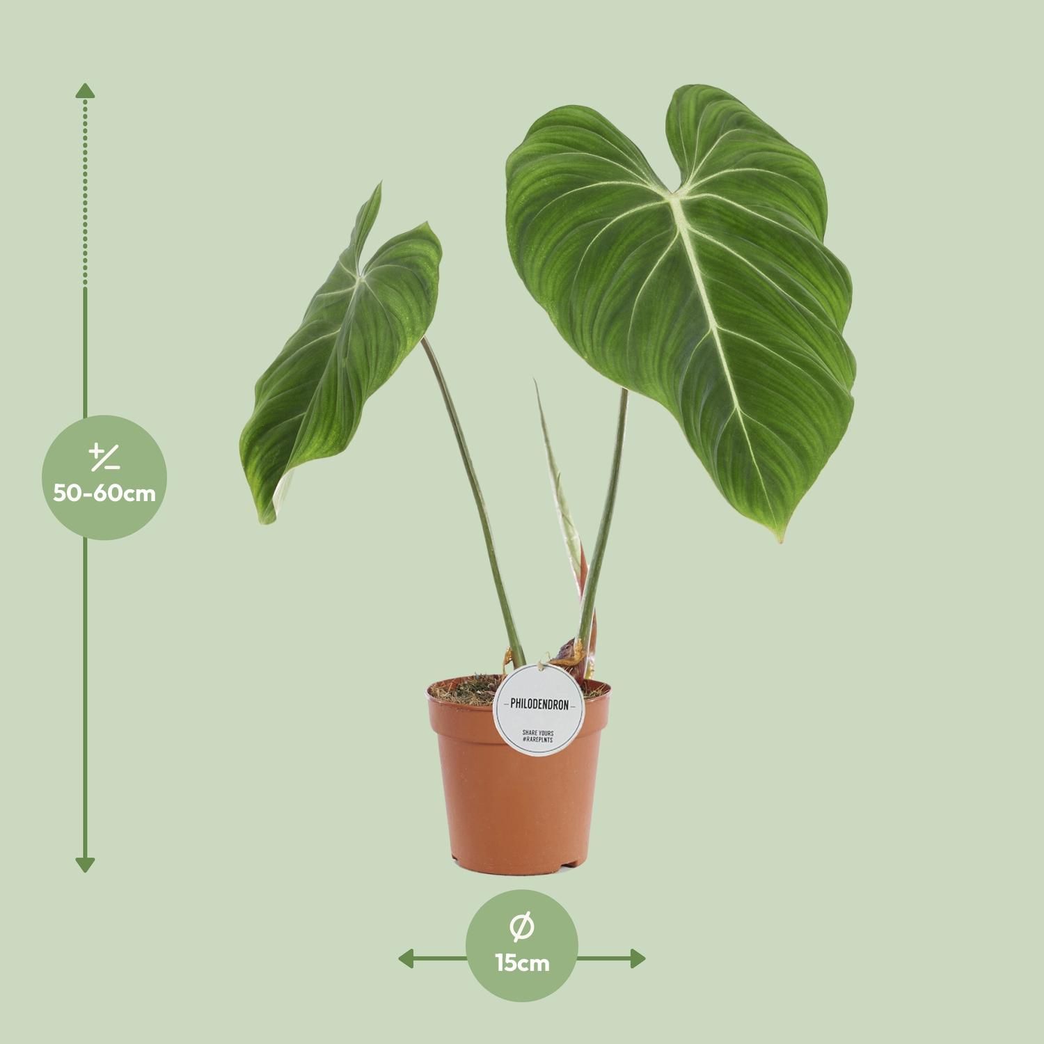 Philodendron Gloriosum Zimmerpflanze
