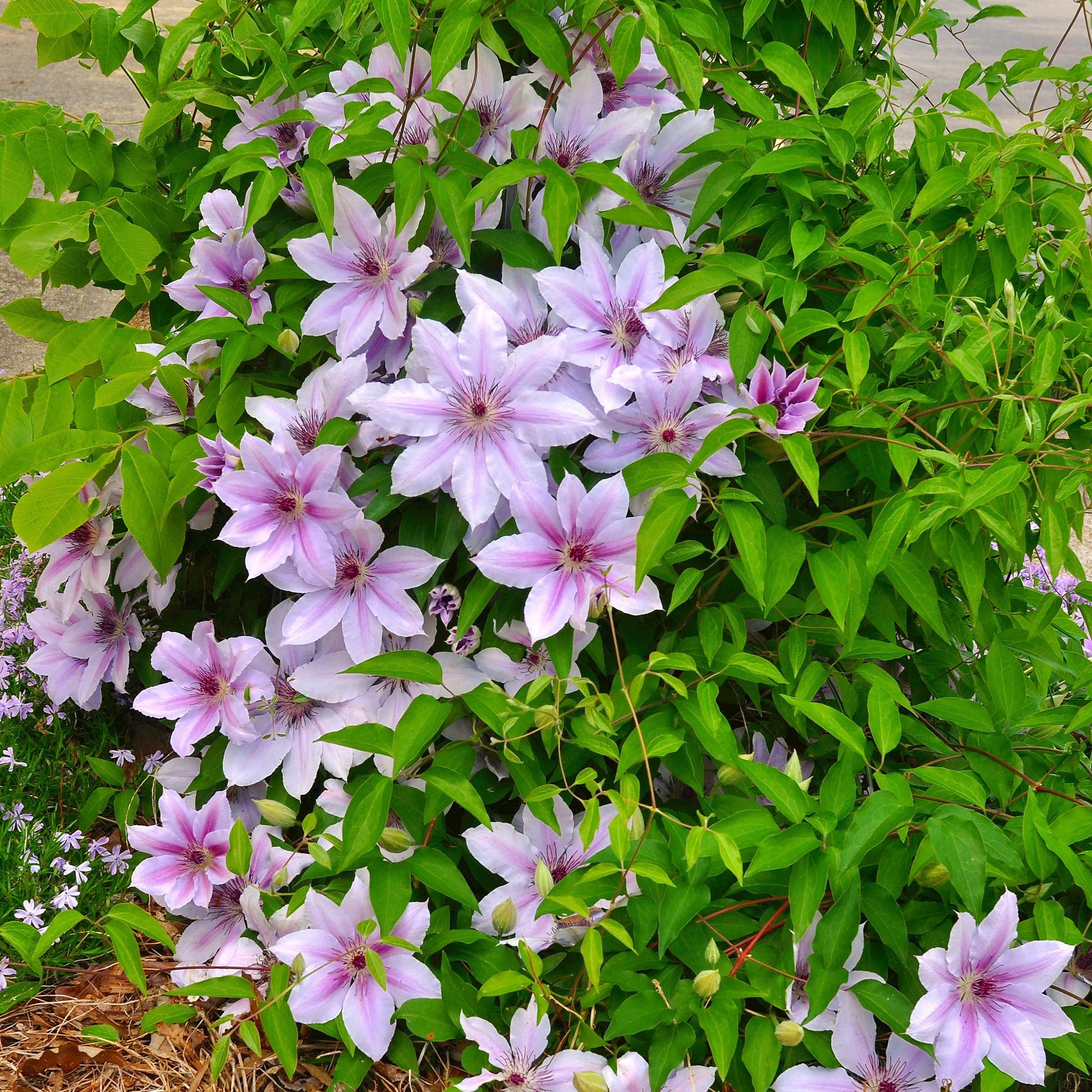 Clematis Nelly Moser Kletterpflanze | Blüte Rosa – Wenig Pflege | 2 Pflanzen