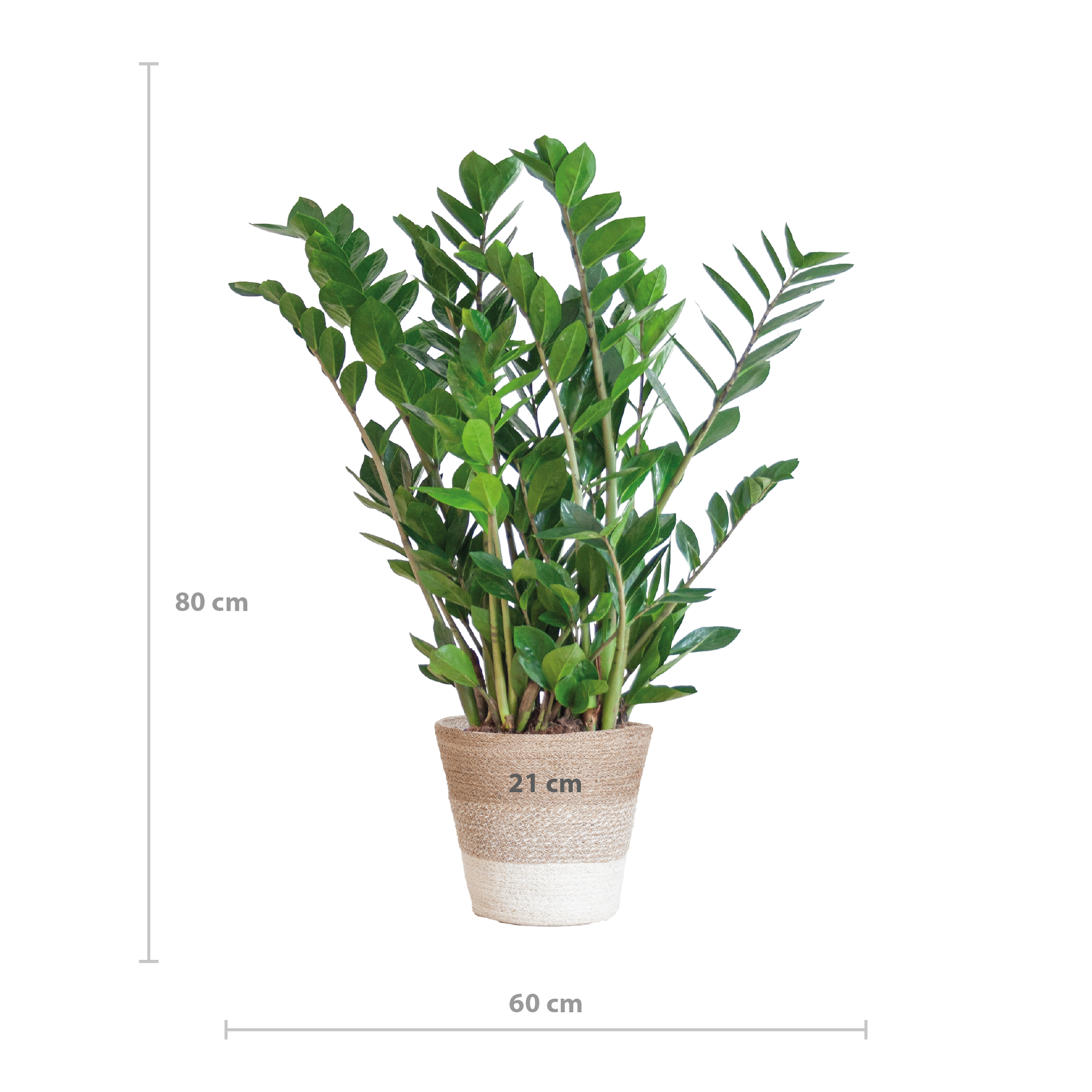 Zamioculcas Zamiifolia – Glänzende Blätter | Mit Pflanzkorb Lissabon Weiß | 80cm