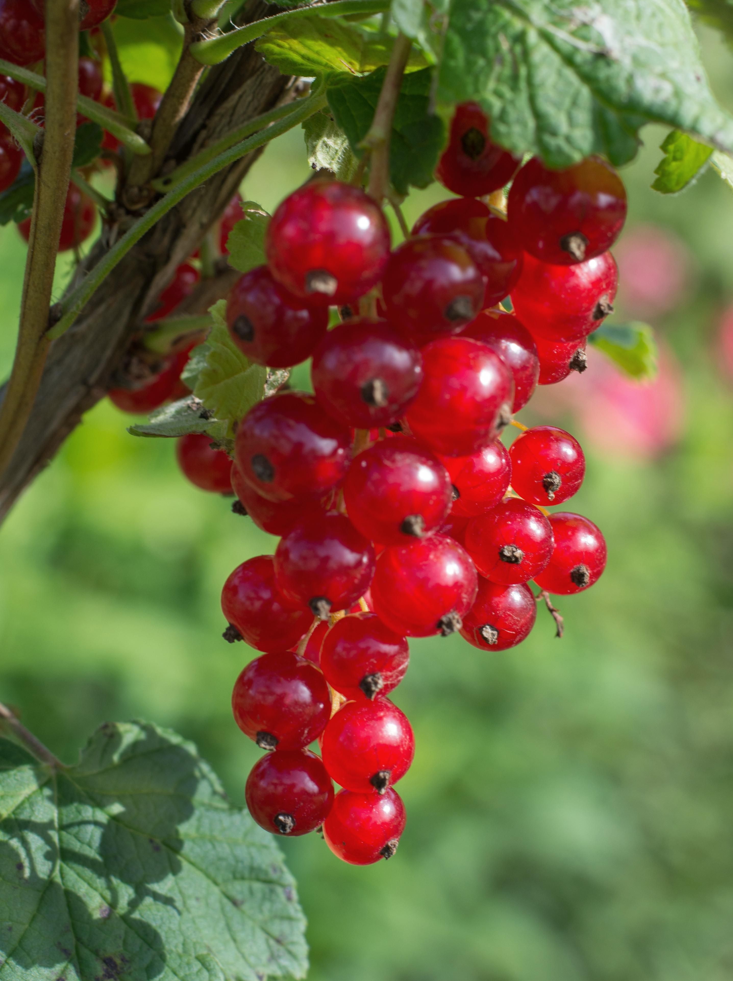 Rote Johannisbeere Jonkheer van Tets