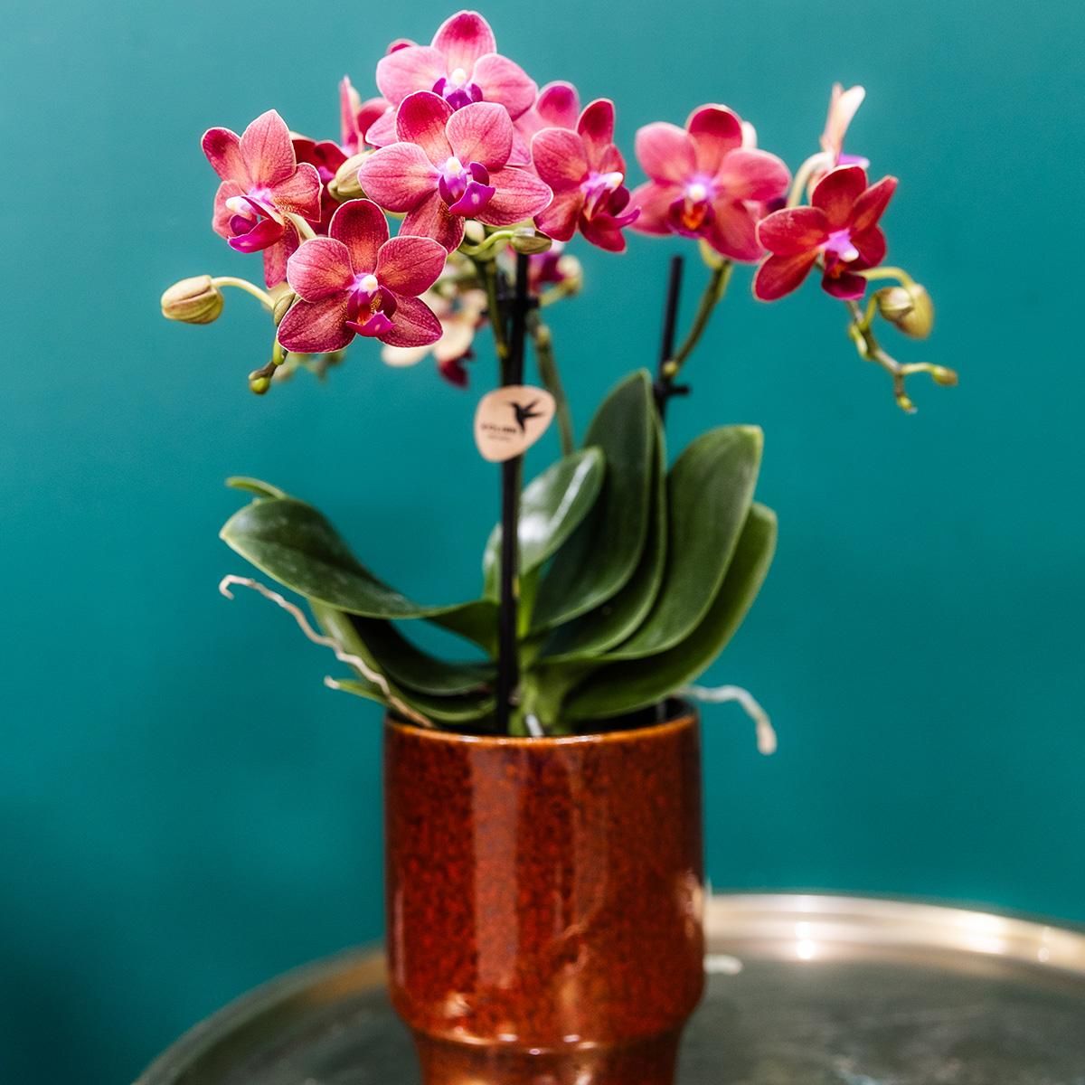 Andorra Phalaenopsis Orchidee in weißem Pastelltopf