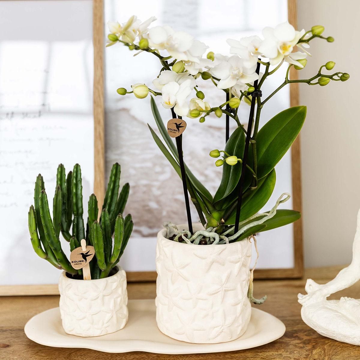 Pflanzenset Star Fish Small – Orchidee, Sukkulente, Keramiktopf & Tablett