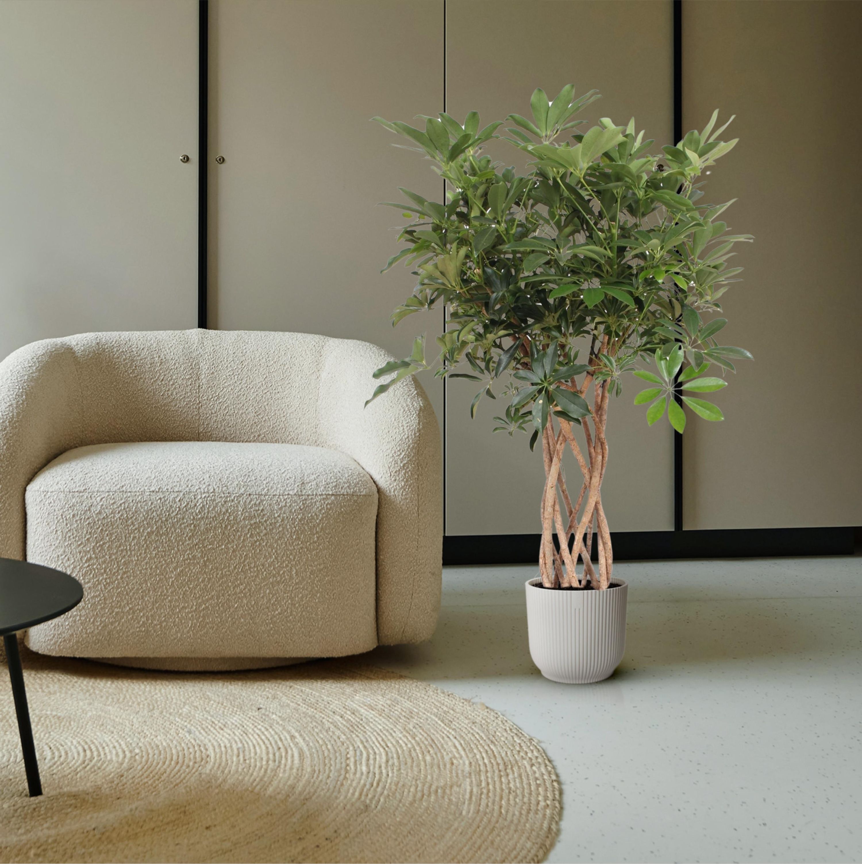 Elegante Schefflera Arboricola Compacta Zimmerpflanze mit geflochtenem Stamm