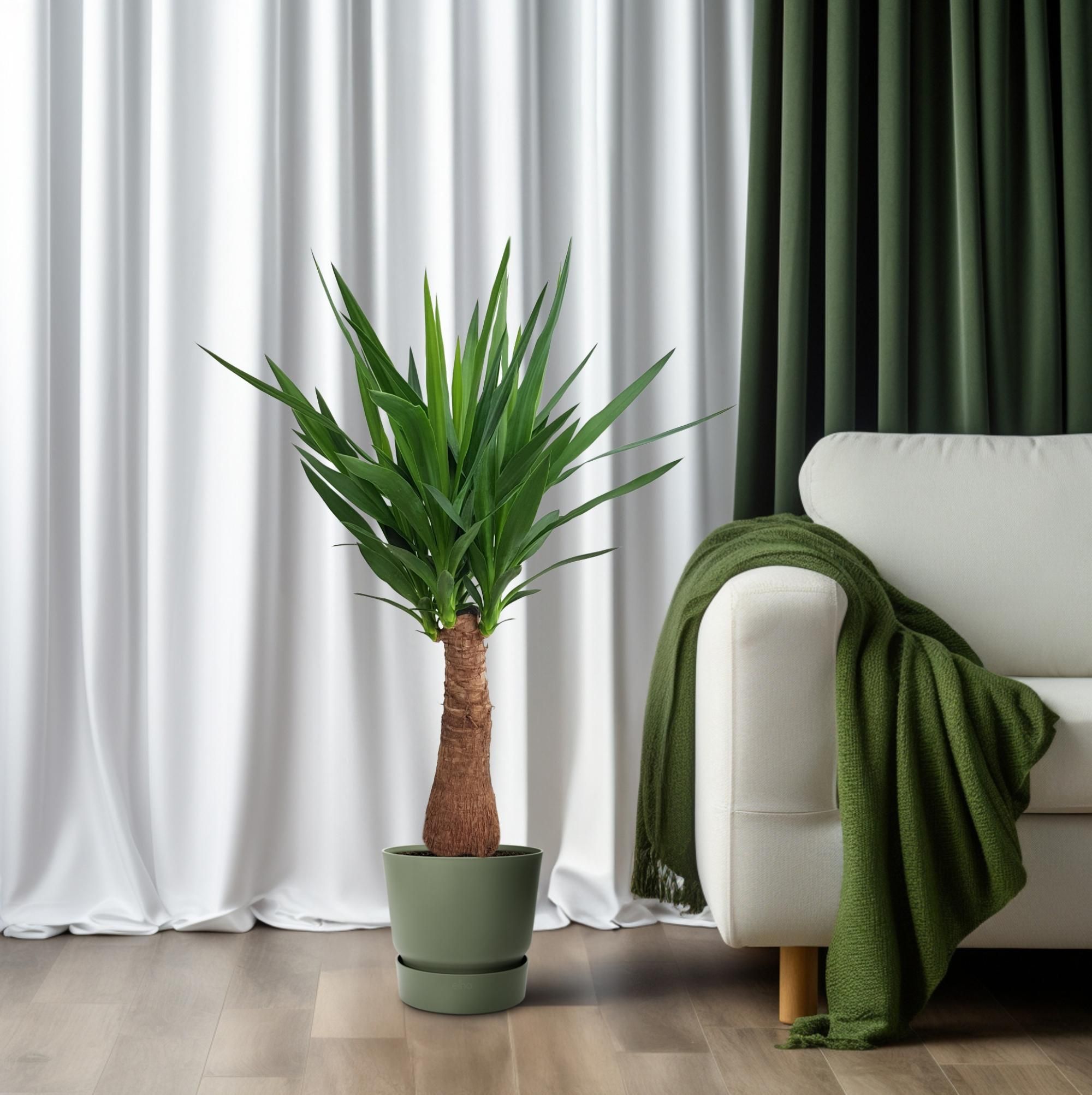 Yucca Maya Tree Zimmerpflanze