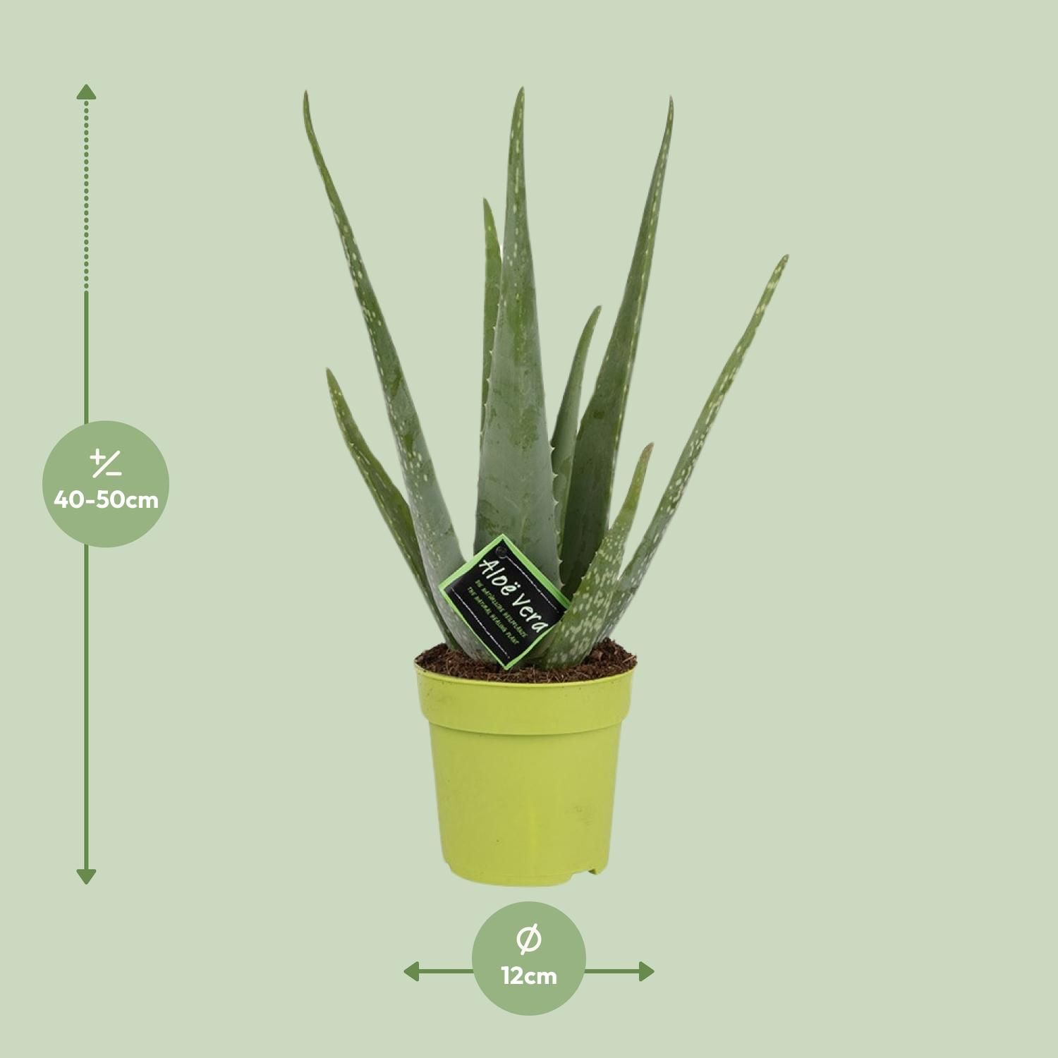 Aloe Vera - Pflegeleichte Sukkulente für sonnige Räume