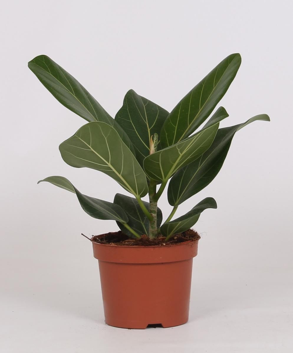 Ficus Bengalensis Zimmerpflanze