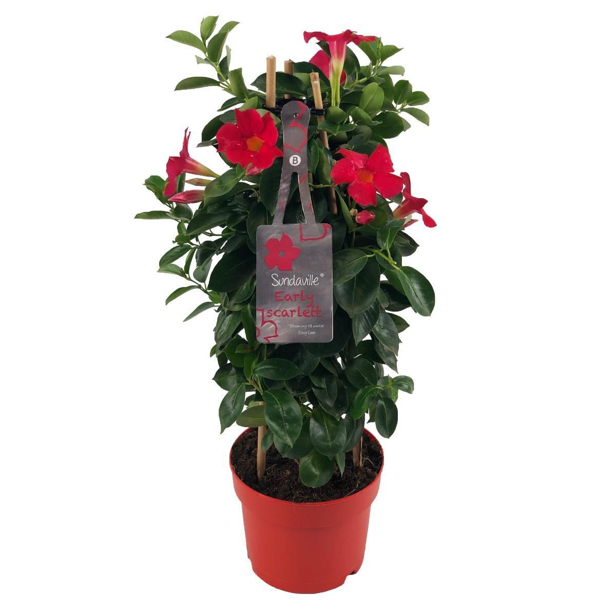 Mandevilla Sundaville Early Scarlet – Rote Blüten – Ø17cm Topf