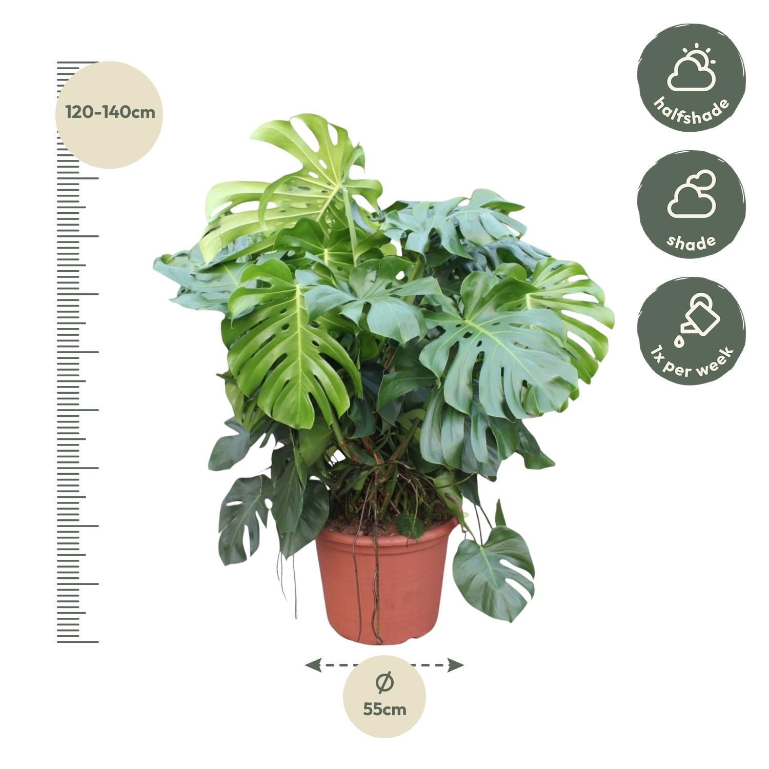 Monstera Deliciosa XXL Pflanze