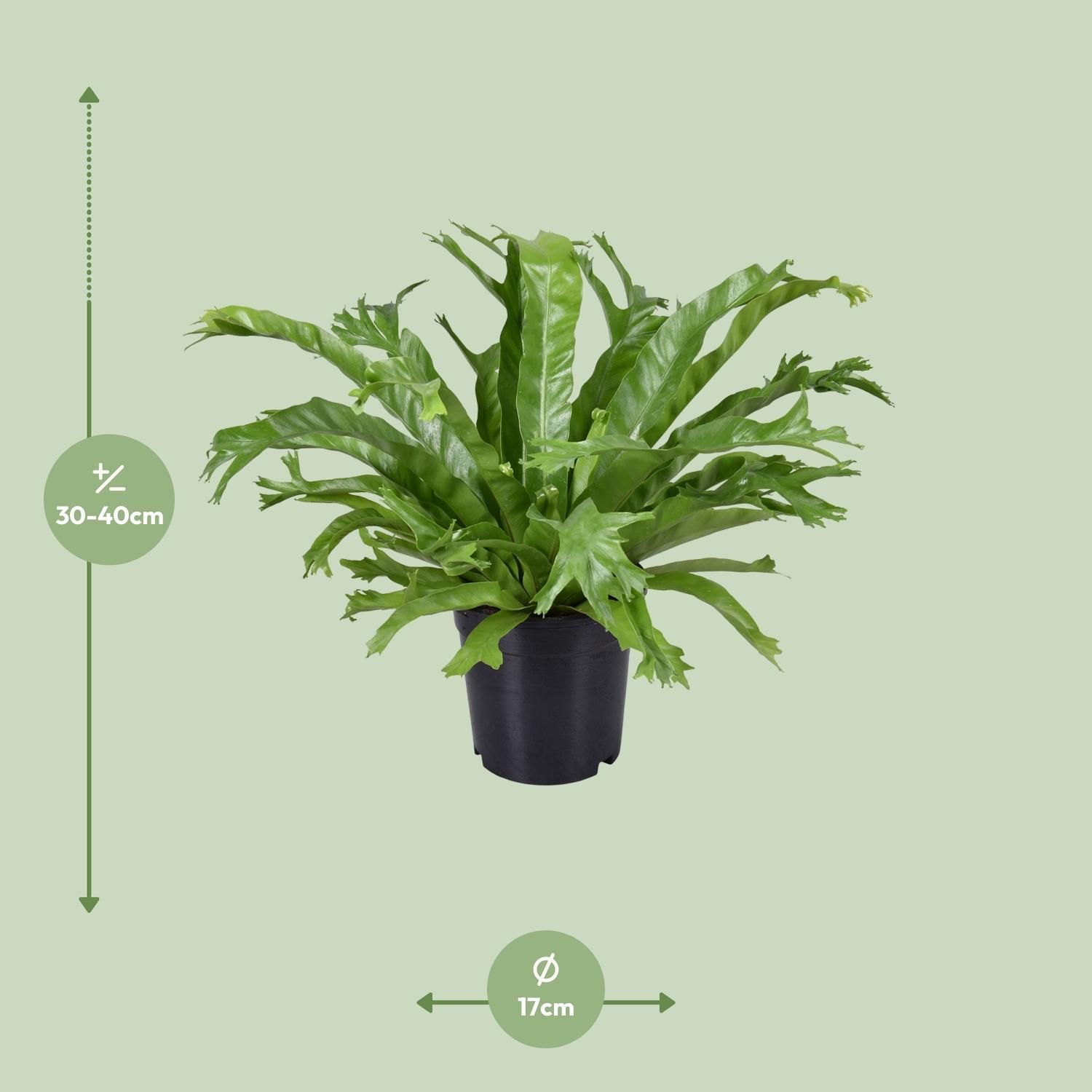 Asplenium nidus Crissie Zimmerfarn