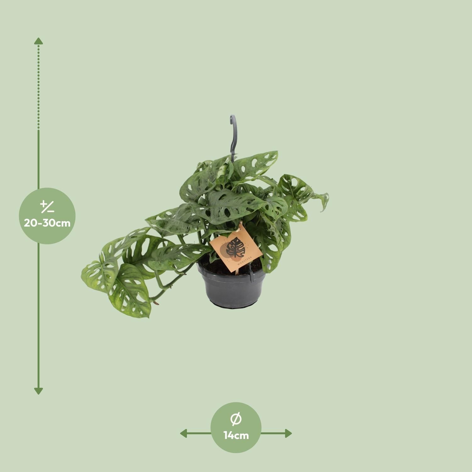 Monstera Monkey Zimmerpflanze