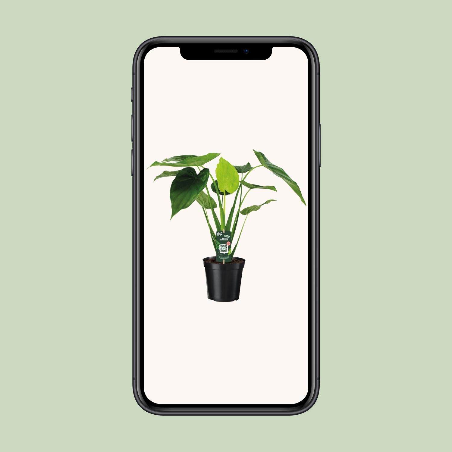 Alocasia Cucullata Elefantenohr Zimmerpflanze