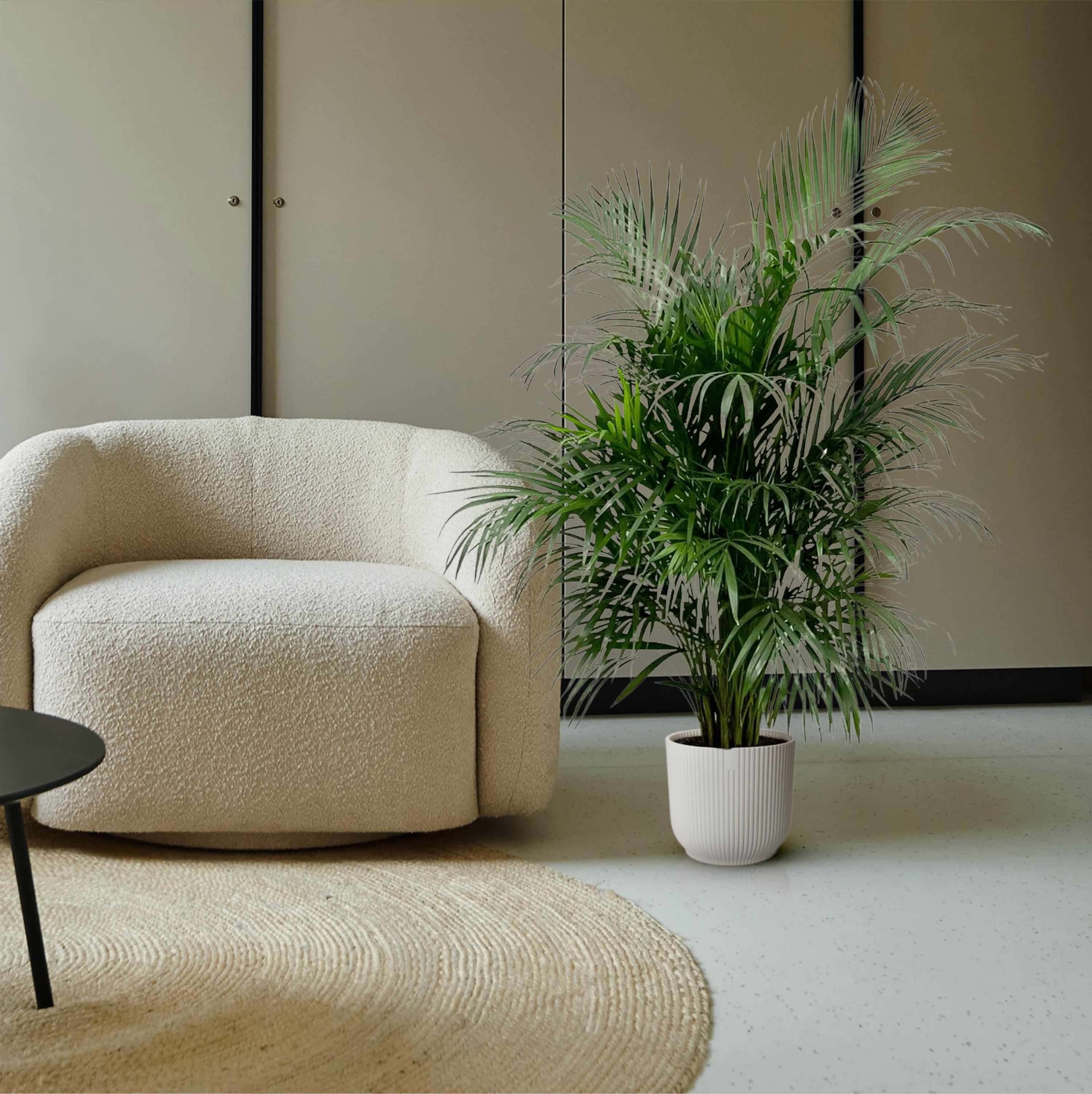 Areca-Palme Dypsis Lutescens
