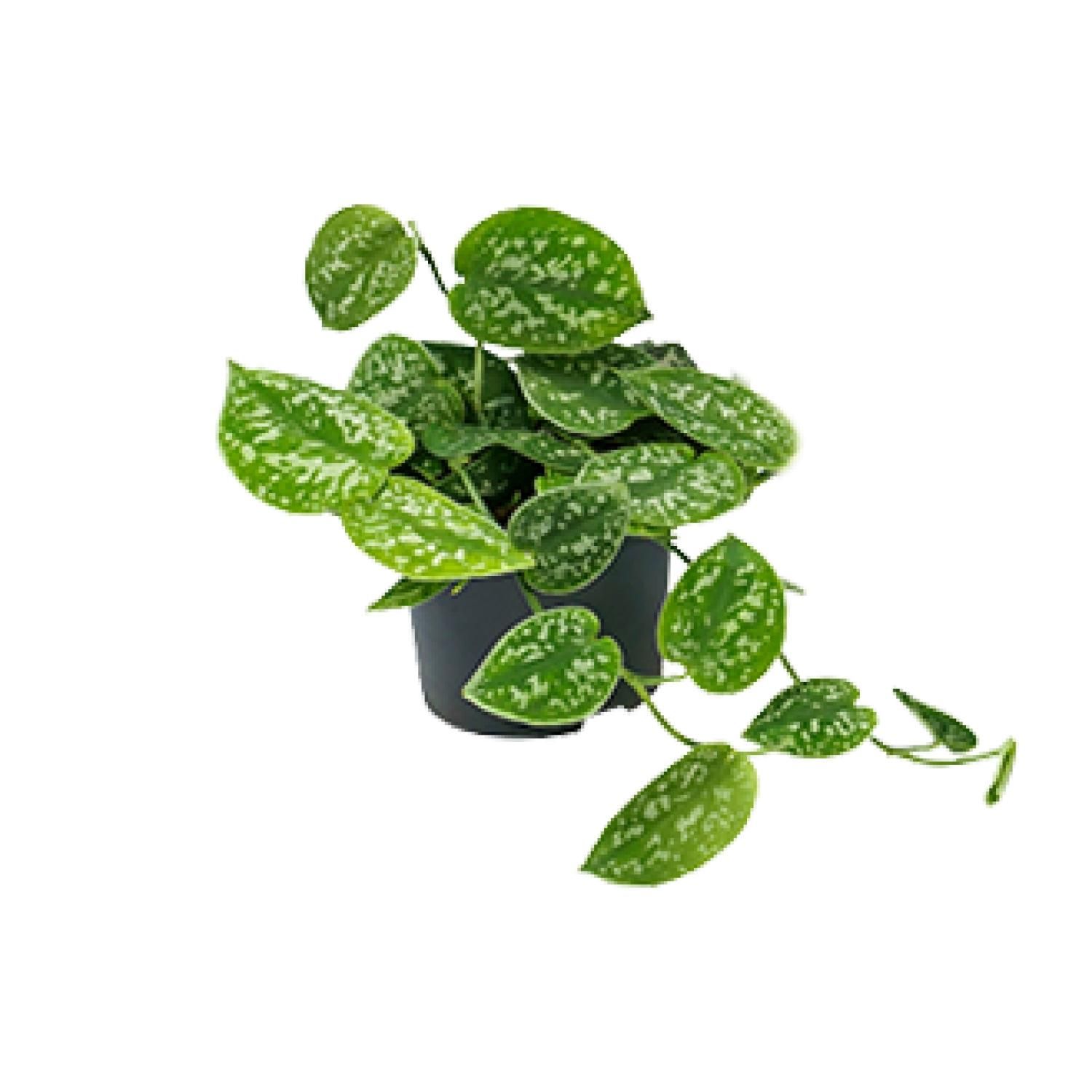 Scindapsus Pictus Argyraeus – Elegante Zimmerpflanze