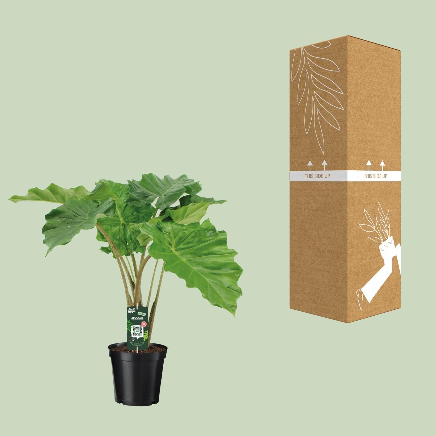 Alocasia Portodora Zimmerpflanze