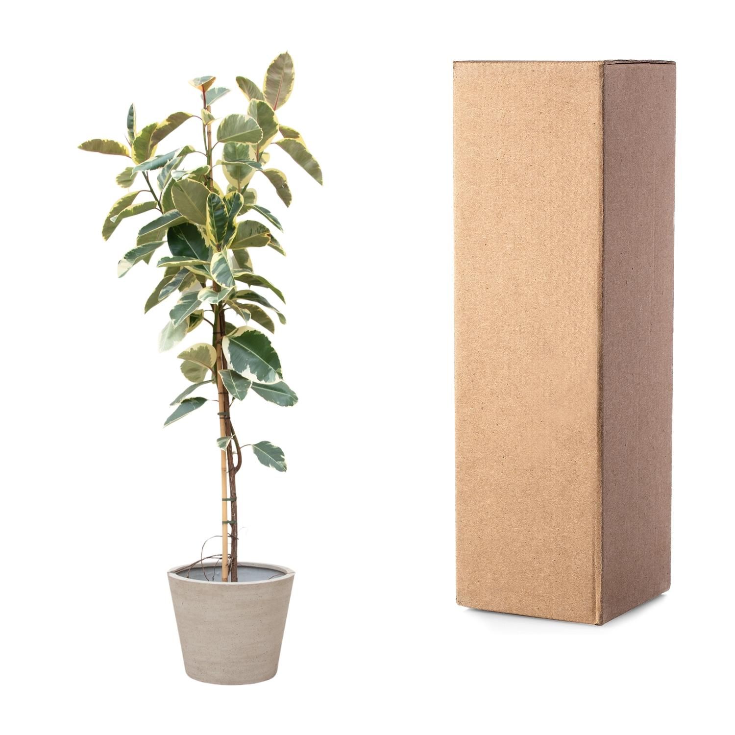 Ficus Tineke auf Stamm - Elegante Zimmerpflanze
