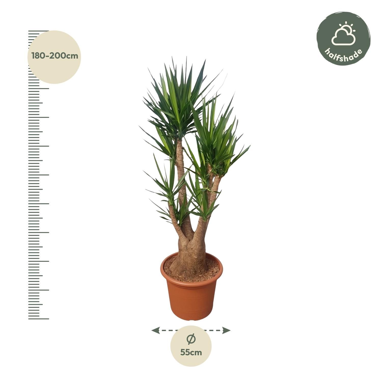 Yucca Elephantipes verzweigt Zimmerpflanze