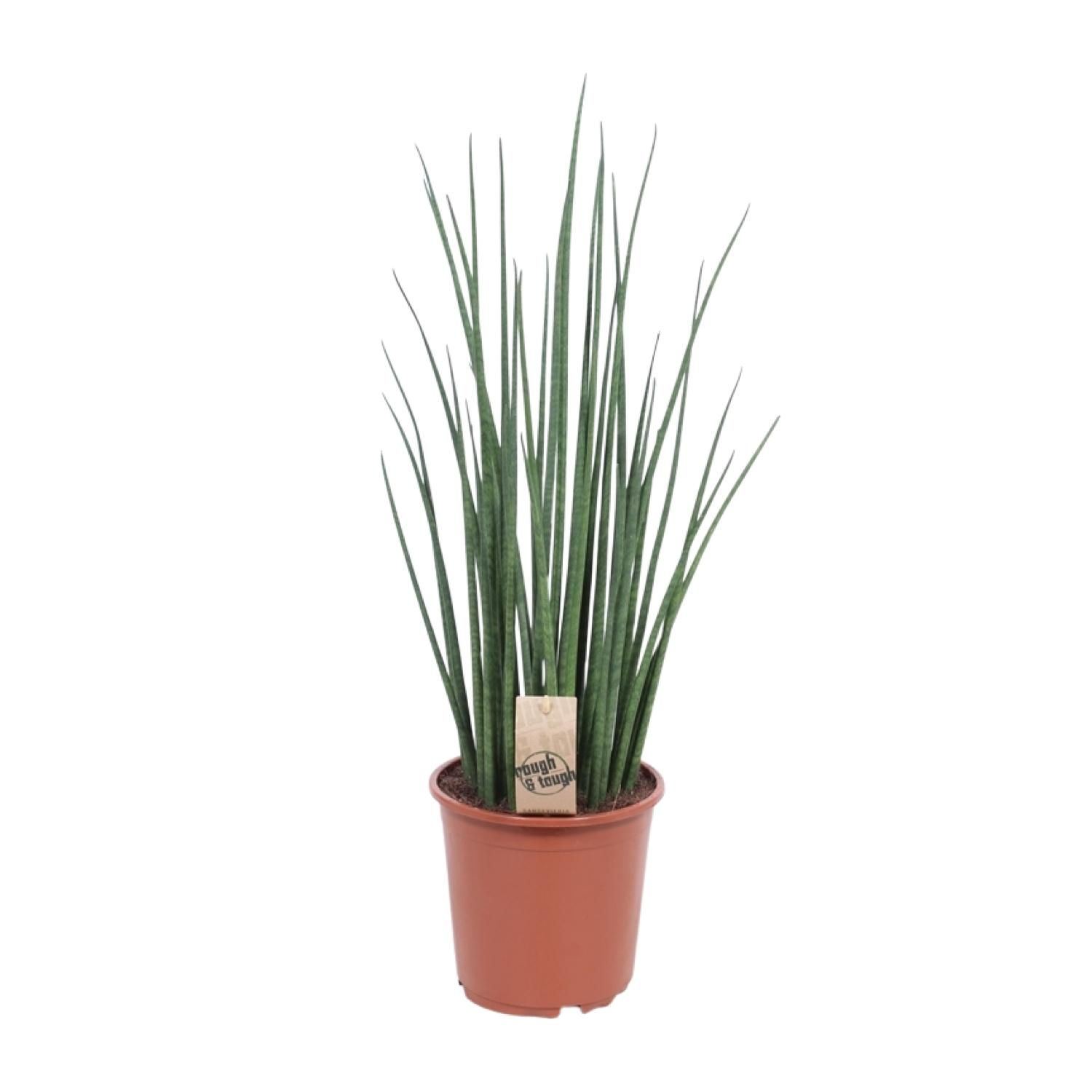Sansevieria Mikado Zimmerpflanze
