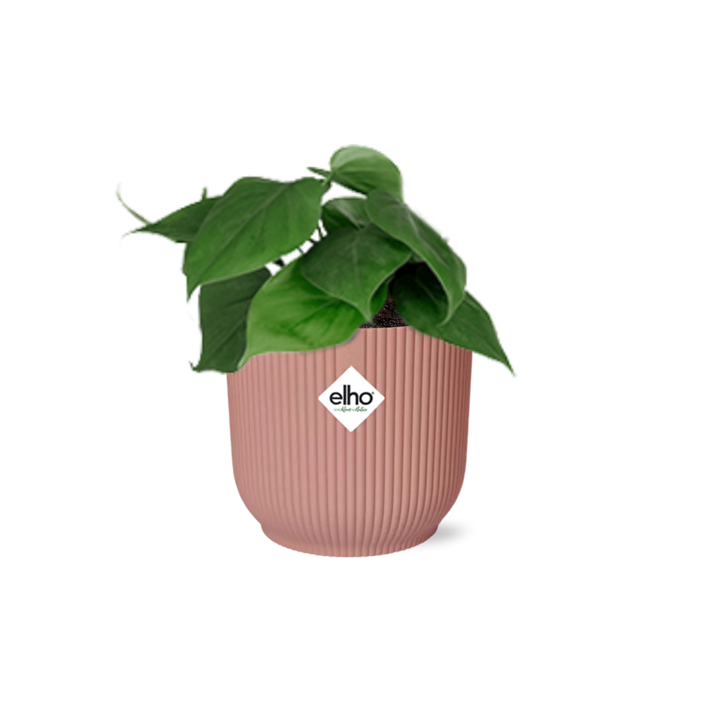 Philodendron Scandens - Elegante Zimmerpflanze mit Kletterranken
