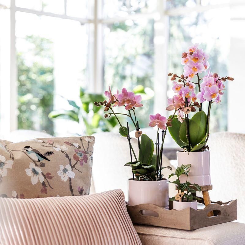 Rosa Phalaenopsis Orchidee