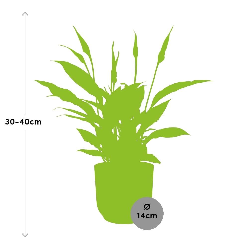 Friedenslilie Spathiphyllum – Elegante Zimmerpflanze mit Luftreinigender Wirkung